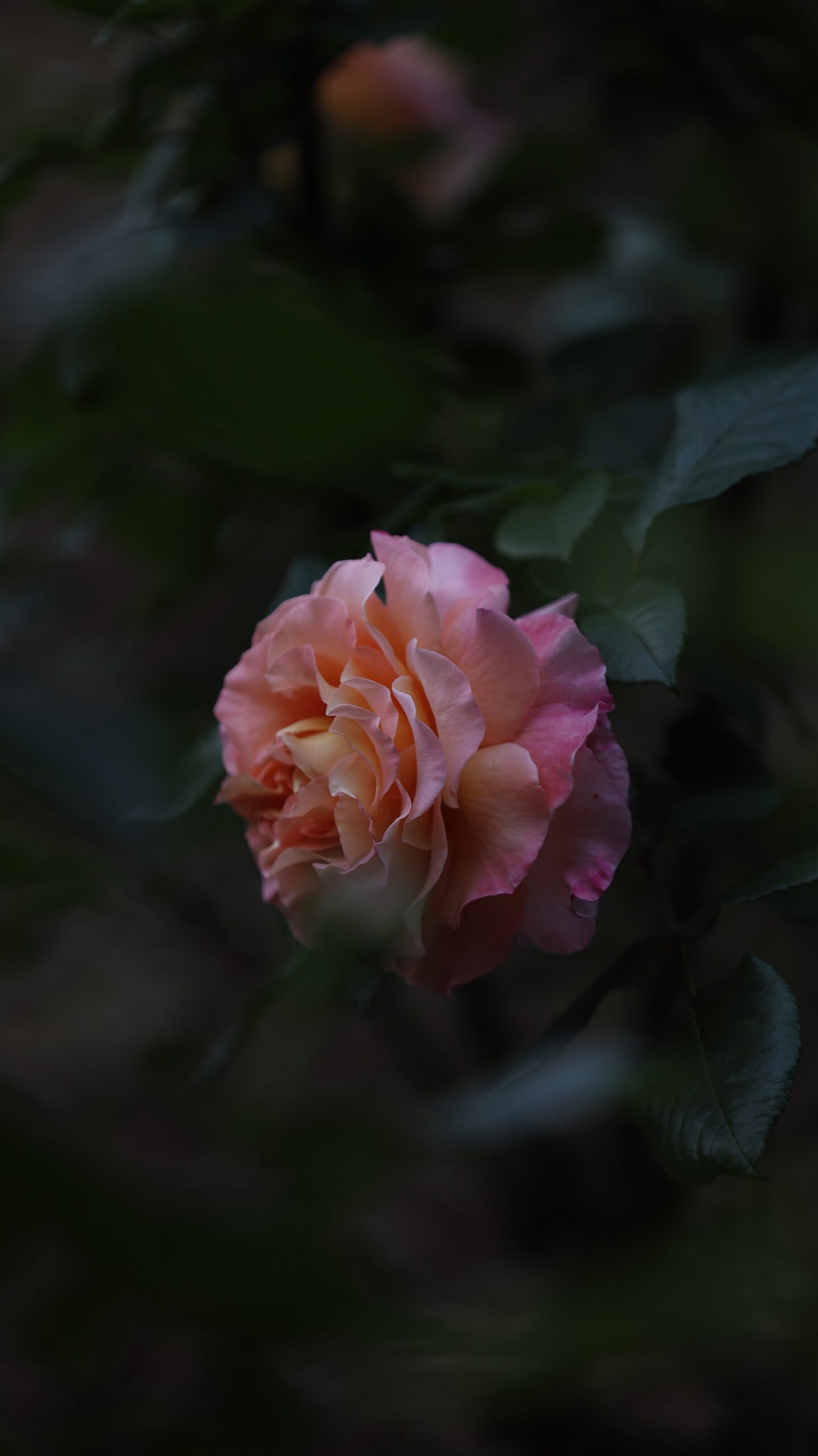 S7A5353