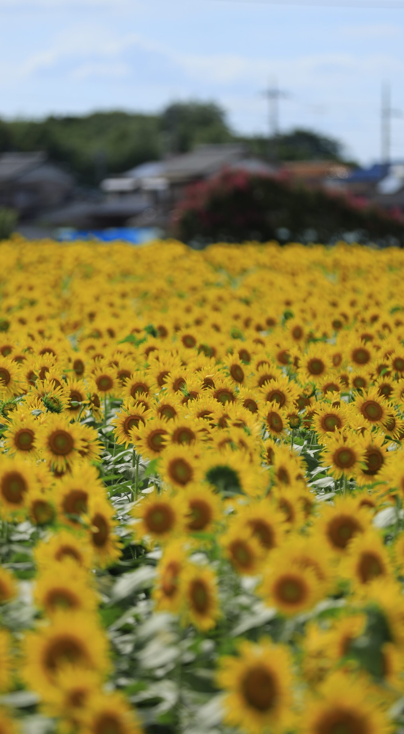 野木町ひまわり畑の満開の様子を広角でとらえ、夏のエネルギーを画面いっぱいに表現した写真。