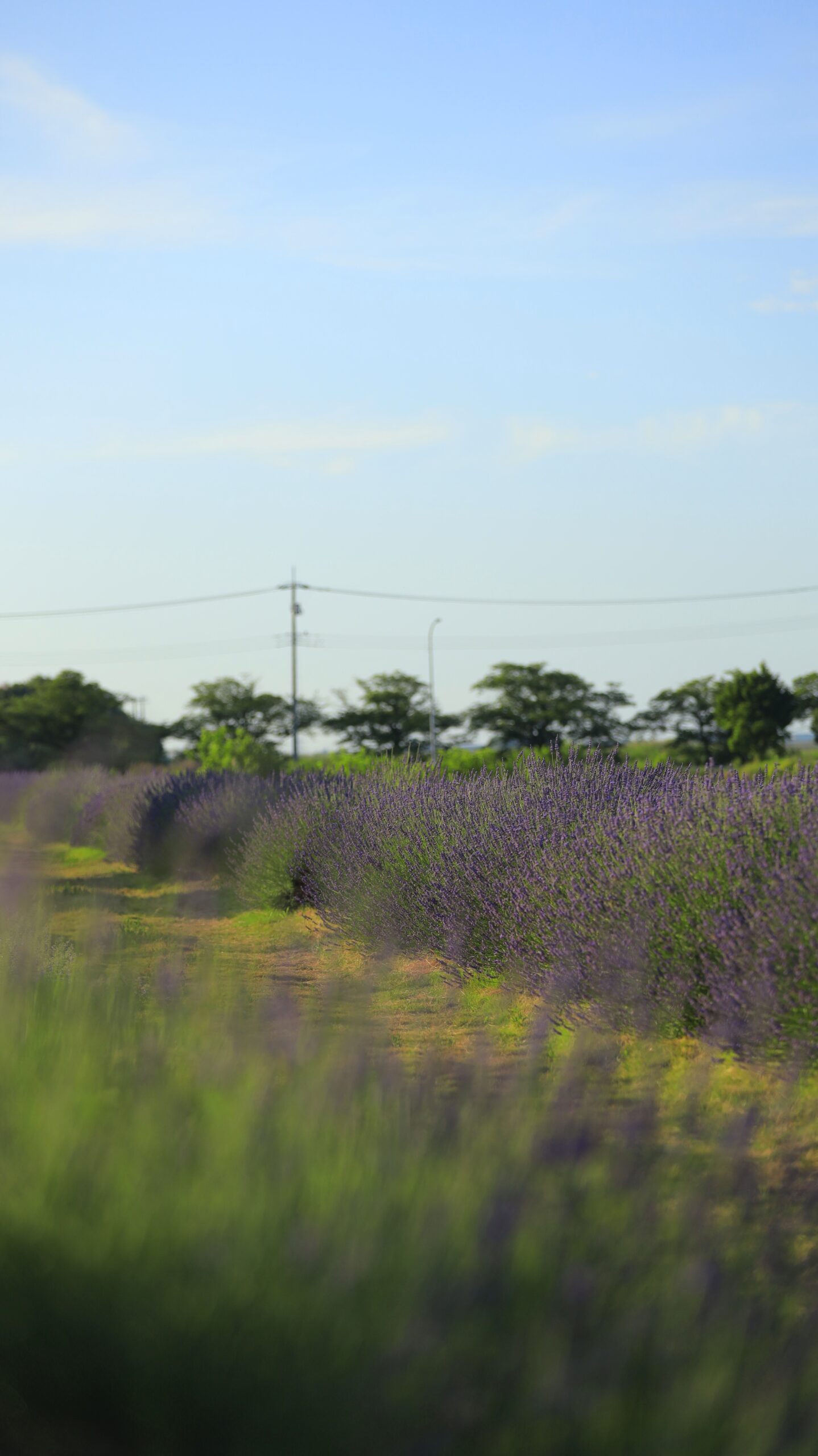 久喜菖蒲総合支所のふんわり続くラベンダー