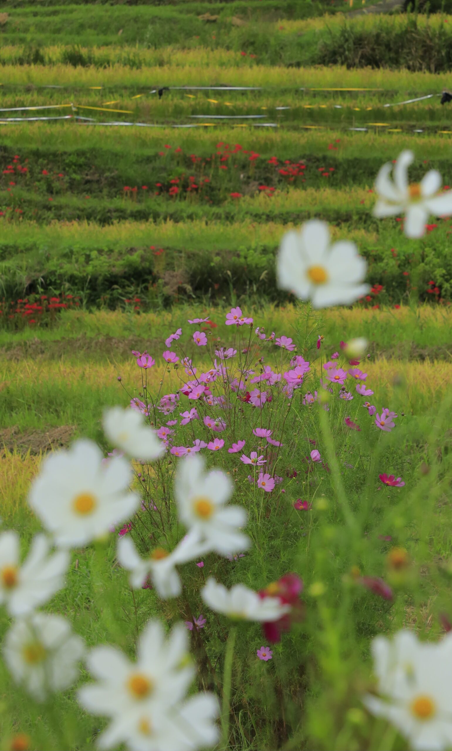 寺坂棚田で、白いコスモスの間からピンクのコスモスと遠くに咲く曼殊沙華を撮影した写真。異なる花々の色彩対比が魅力。