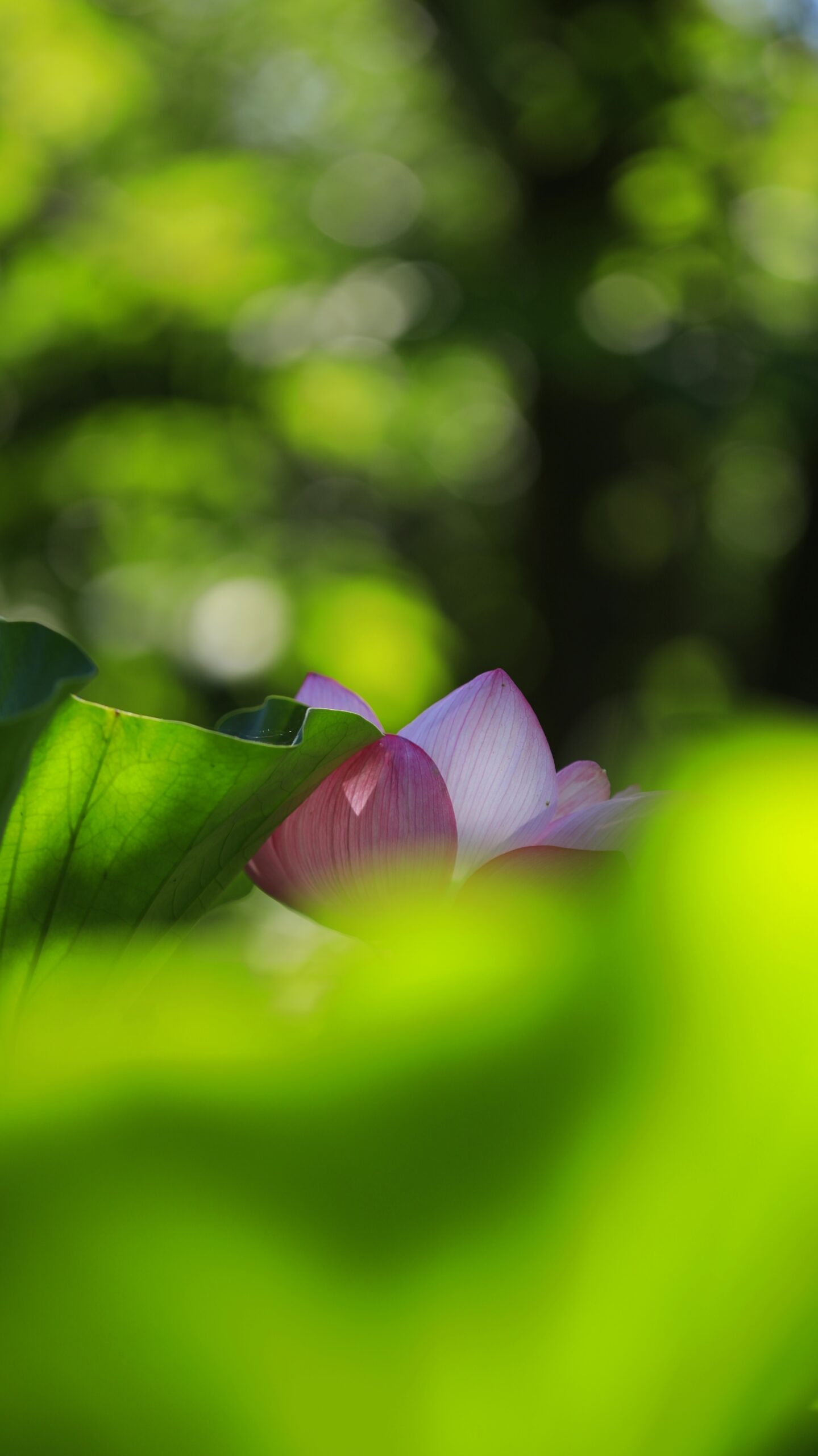 大船フラワーセンターで葉のすき間からわずかに顔を出す蓮の花を撮影し、自然の隙間からの美しさを表現した写真。