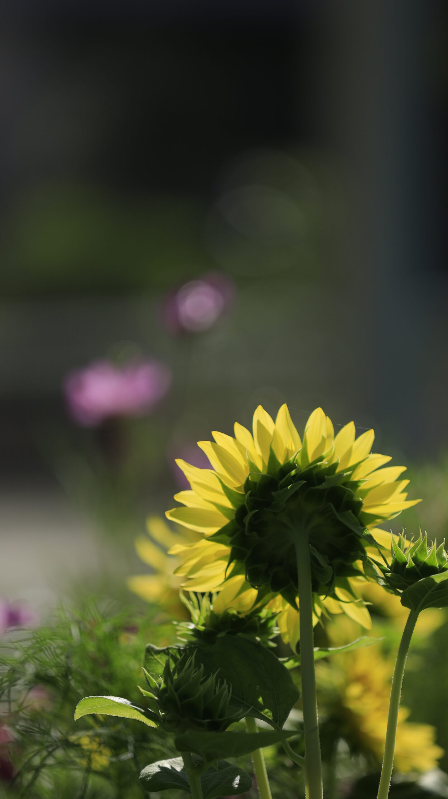 大船フラワーセンターで向日葵をあえて後ろから撮影し、花の裏側の造形や立ち姿に注目した構図。
