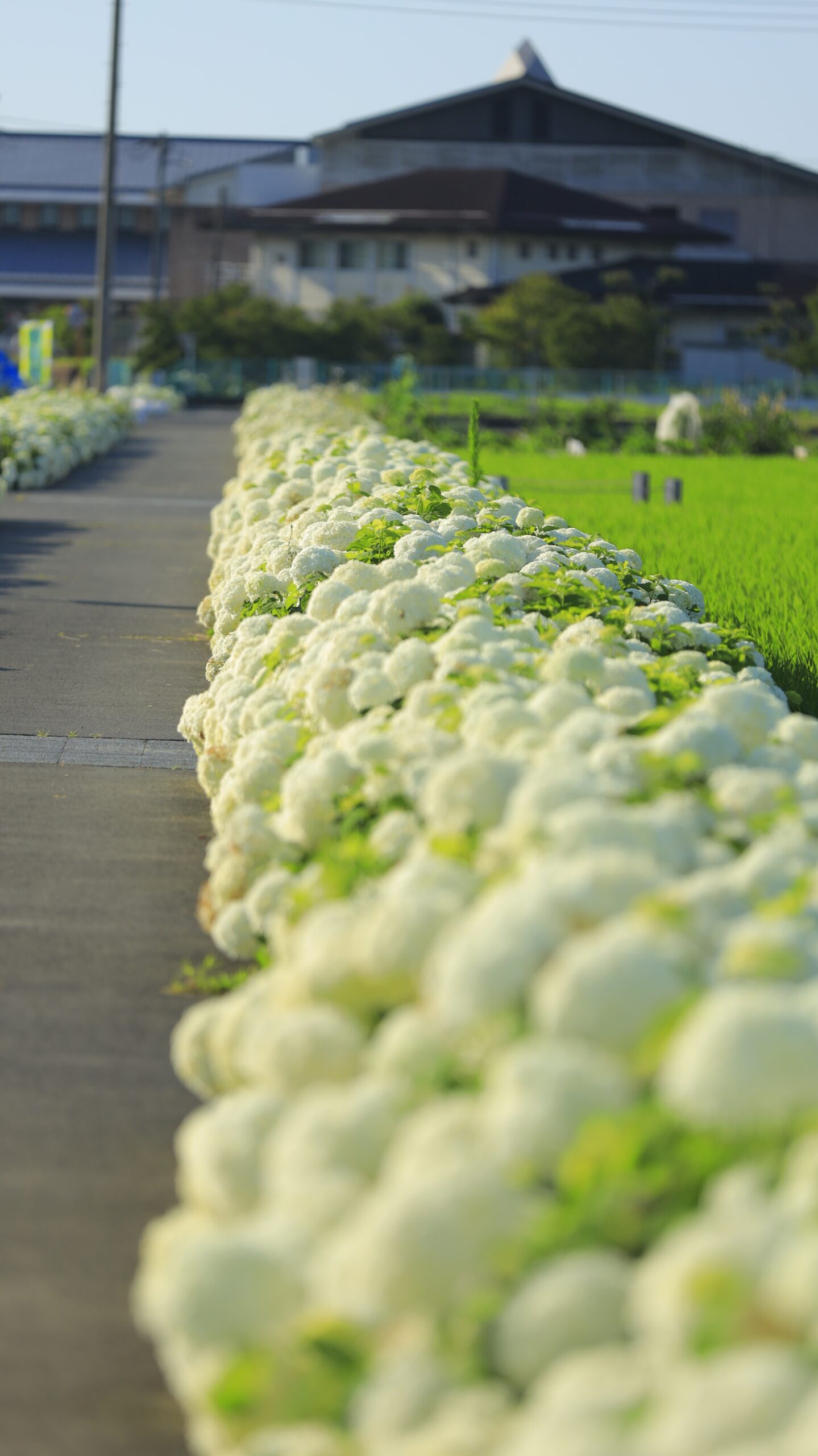 騎西総合体育館ふじアリーナの中央の紫陽花にピント
