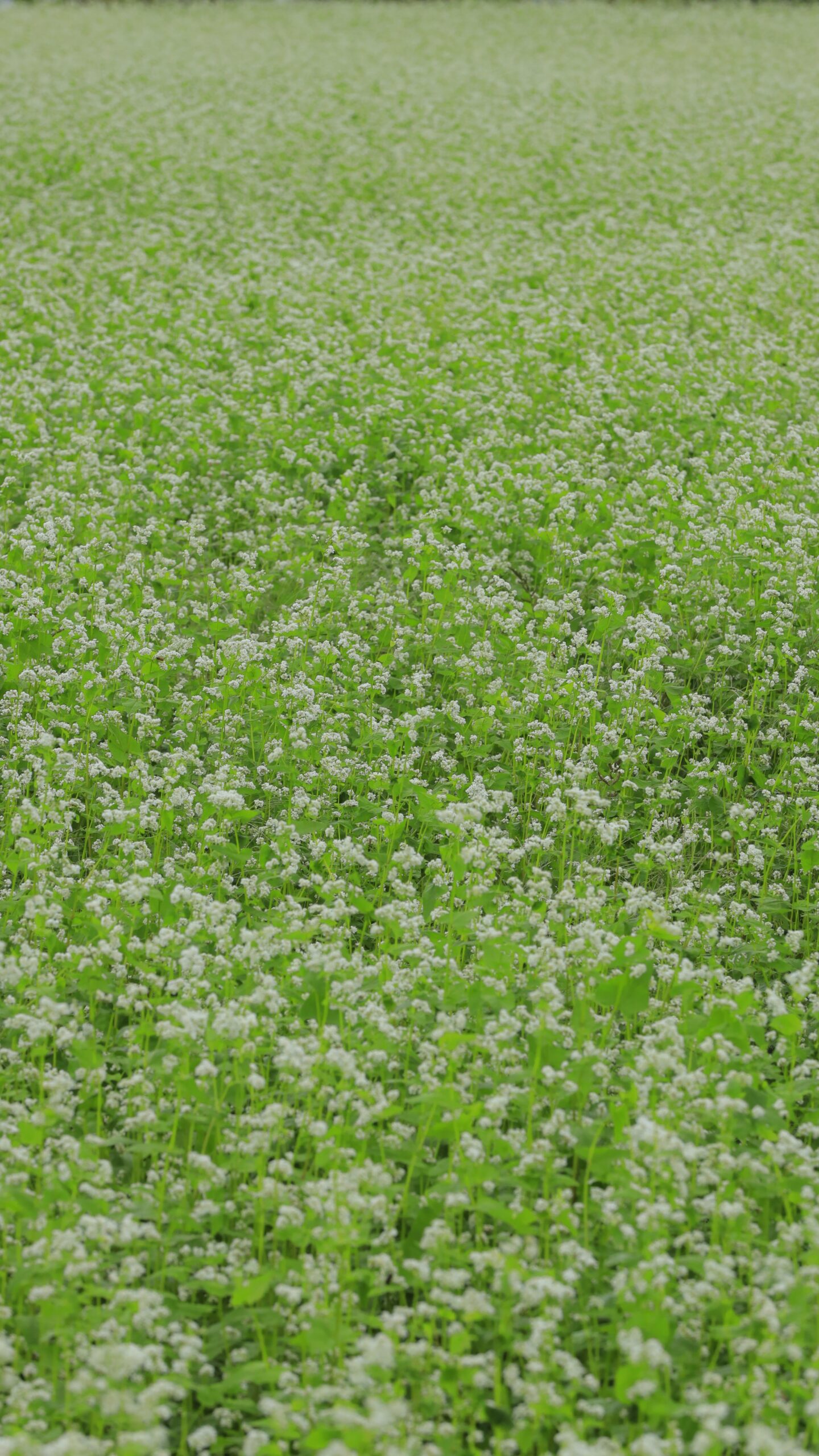 ちちぶ花見の里で、奥まで広がる真っ白な蕎麦の花畑を撮影した写真。秩父の豊かな自然が一面に広がる爽やかな風景。