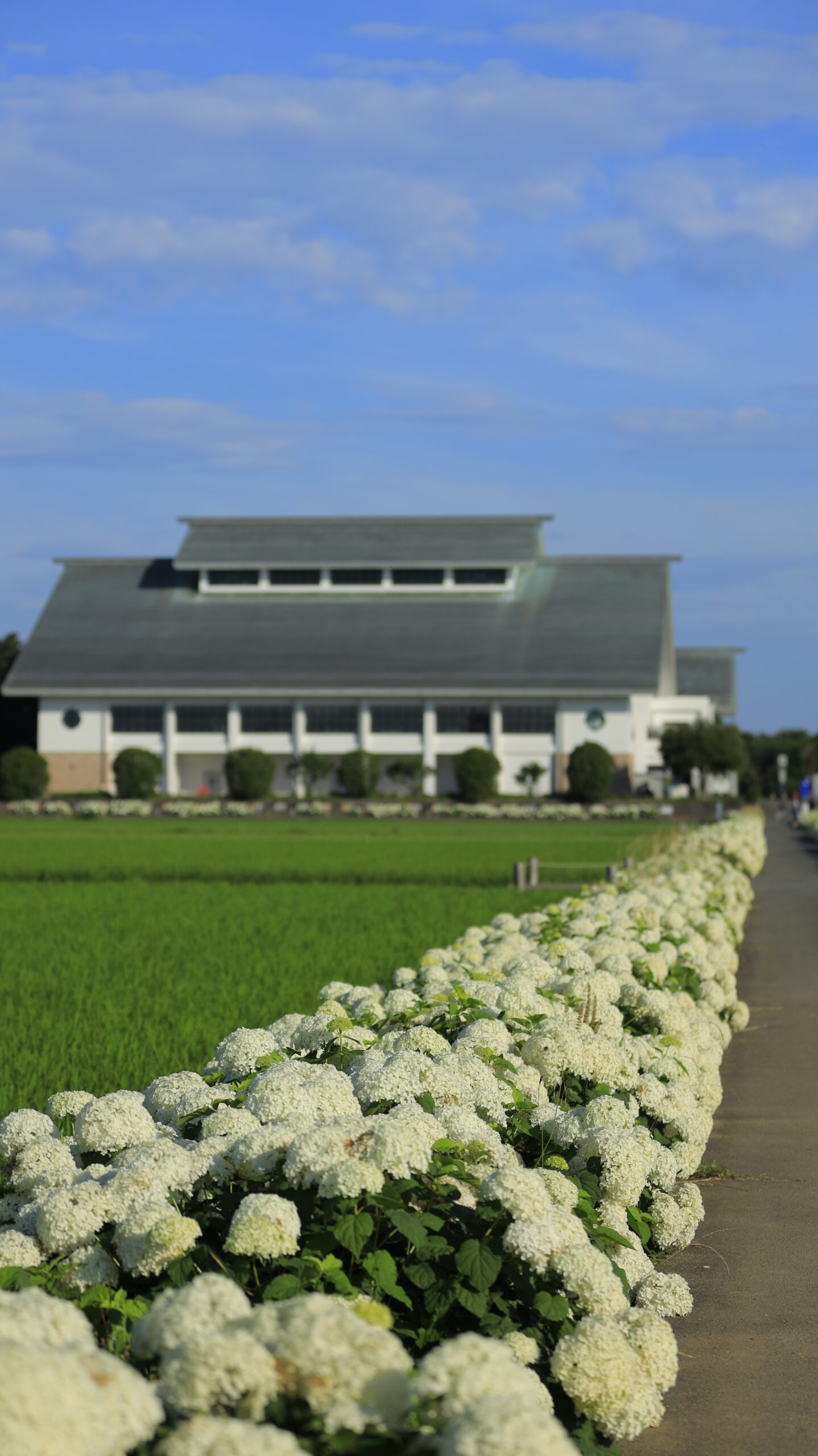 騎西総合体育館ふじアリーナの紫陽花と建物のバランス構図