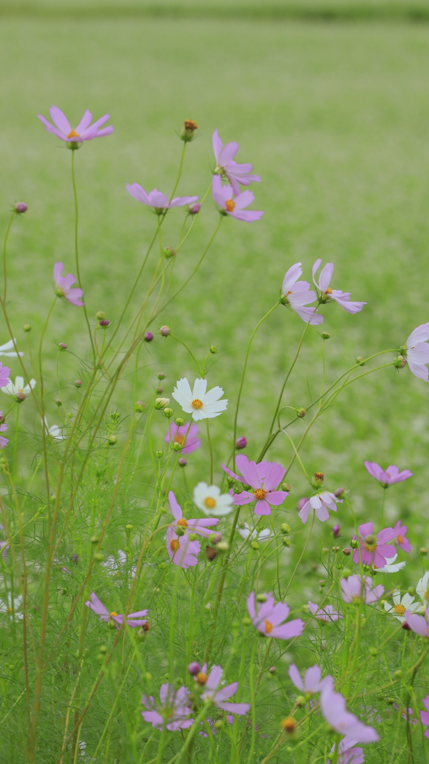 ちちぶ花見の里で、蕎麦の花畑を背景に咲く鮮やかなコスモスを撮影した写真。白い蕎麦と色彩豊かな花が美しいコントラストを描く。