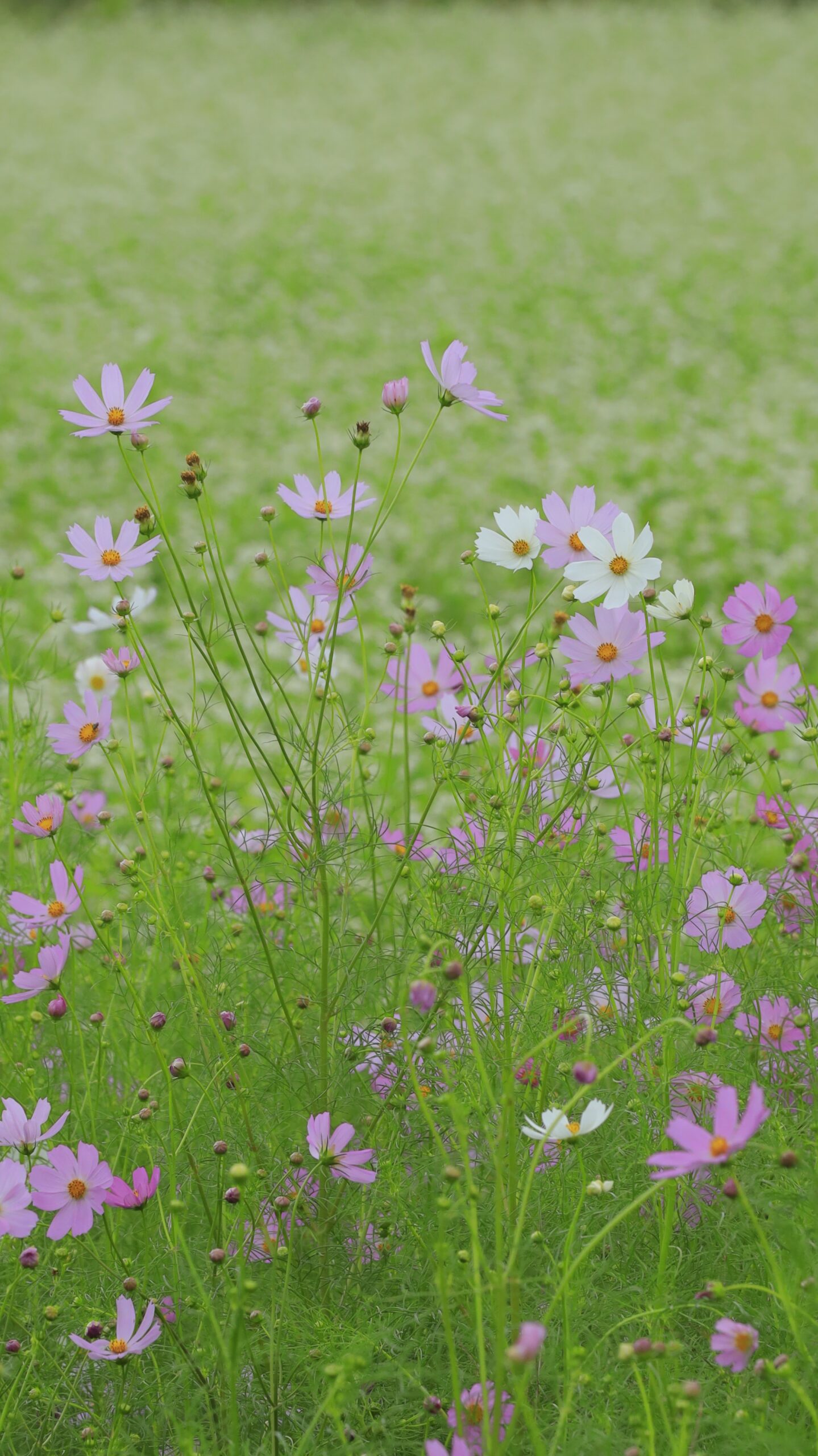 ちちぶ花見の里で、蕎麦の花畑をバックにカラフルなコスモスを撮影した写真。季節の花々が競演する華やかな景色。