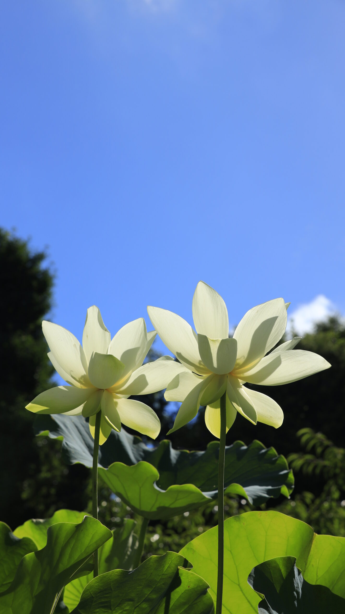 大船フラワーセンターで白い蓮の花が二輪並んで空に向かって咲く様子を爽やかな空とともに表現した写真。
