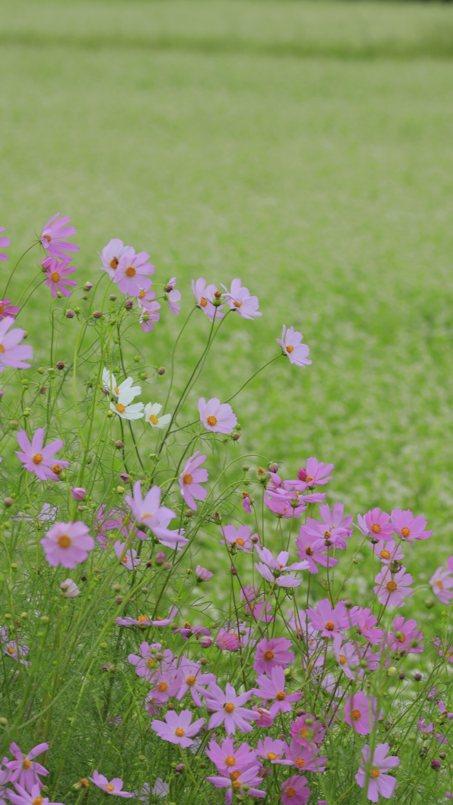 ちちぶ花見の里で、蕎麦の花畑とともにピンクと白のコスモスを収めた写真。自然に調和する柔らかな色合いが印象的な風景。