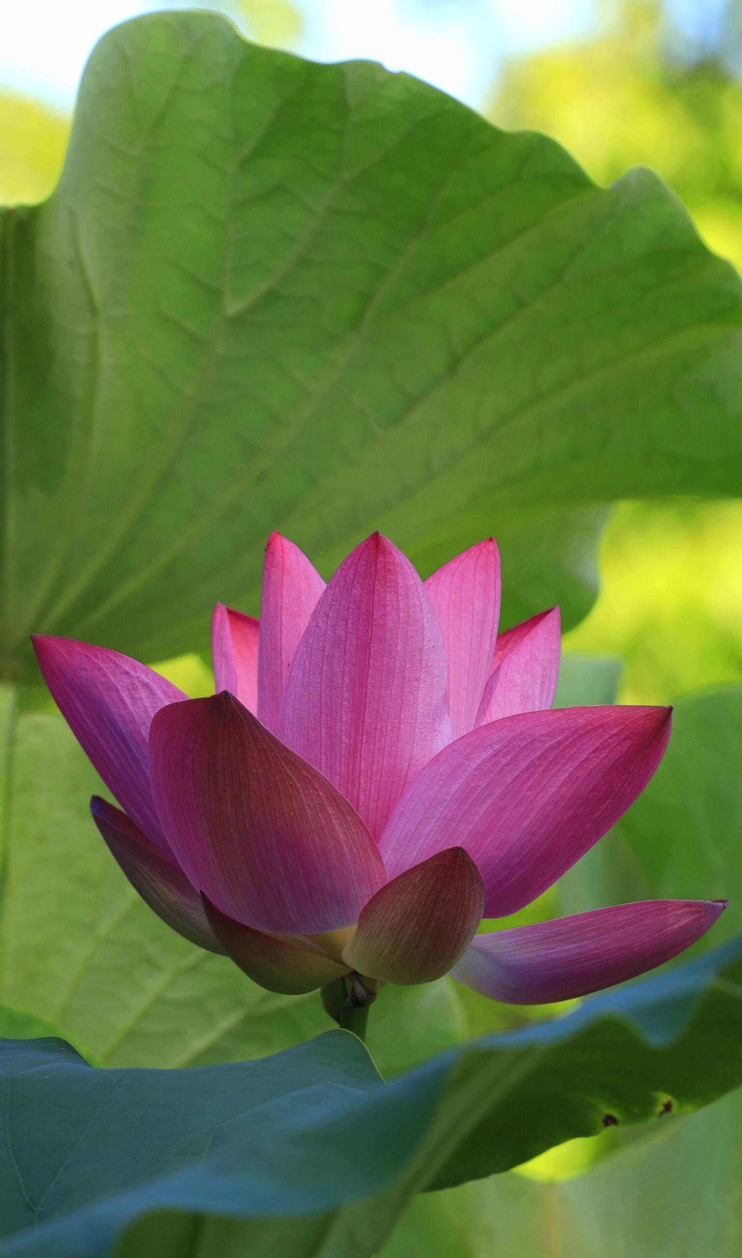 大船フラワーセンターで葉に隠れるように咲く蓮の花をとらえ、控えめな美しさを引き出した構図。