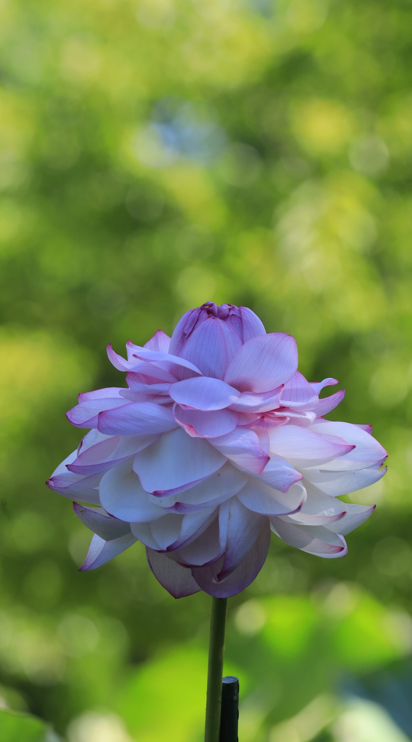 大船フラワーセンターで独特な形状の蓮の花を背景の玉ボケとともに柔らかく仕上げた一枚。