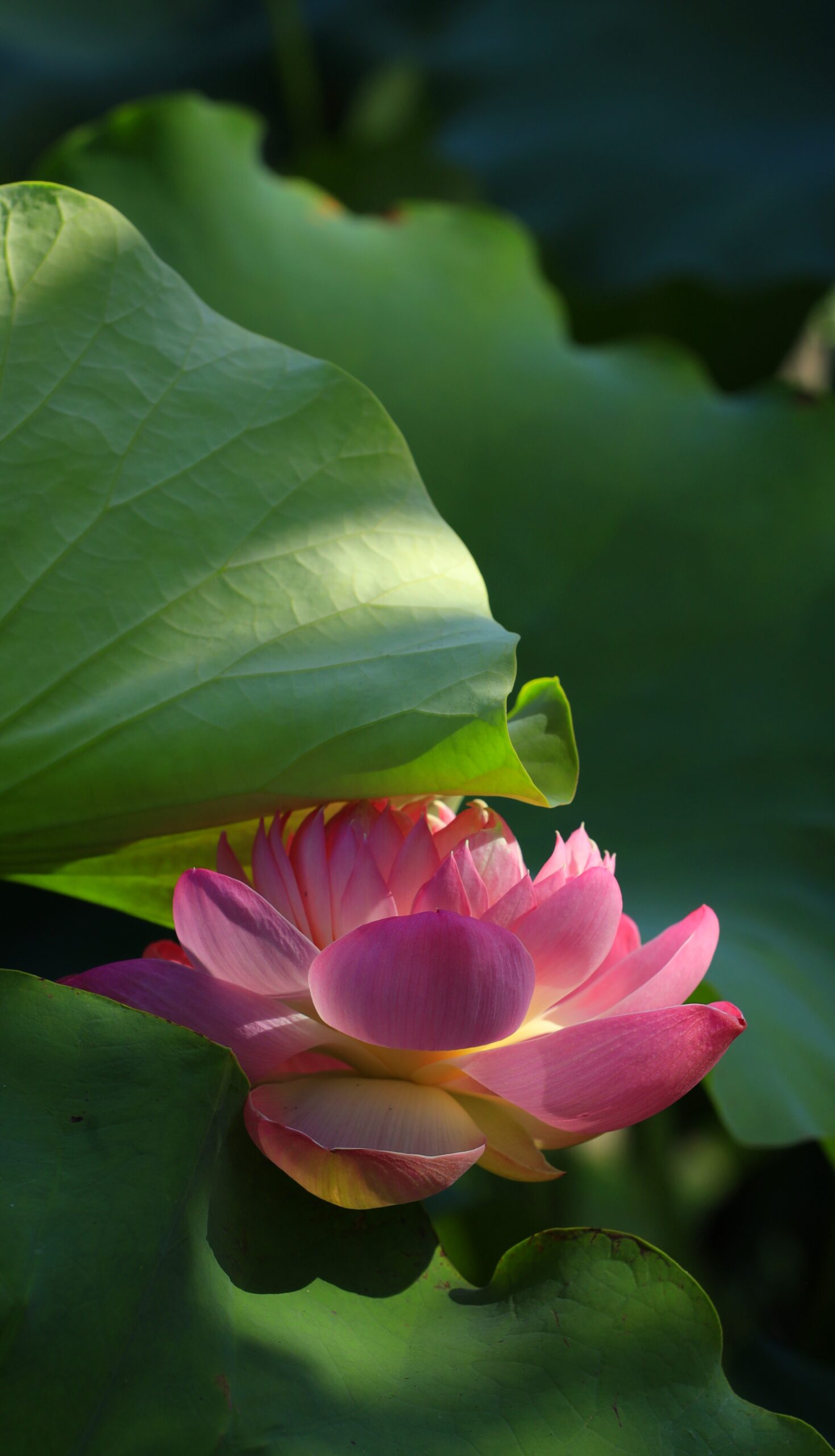 大船フラワーセンターで葉の間に咲く蓮の花を記録し、自然の偶然が生む美しさを表現した写真。