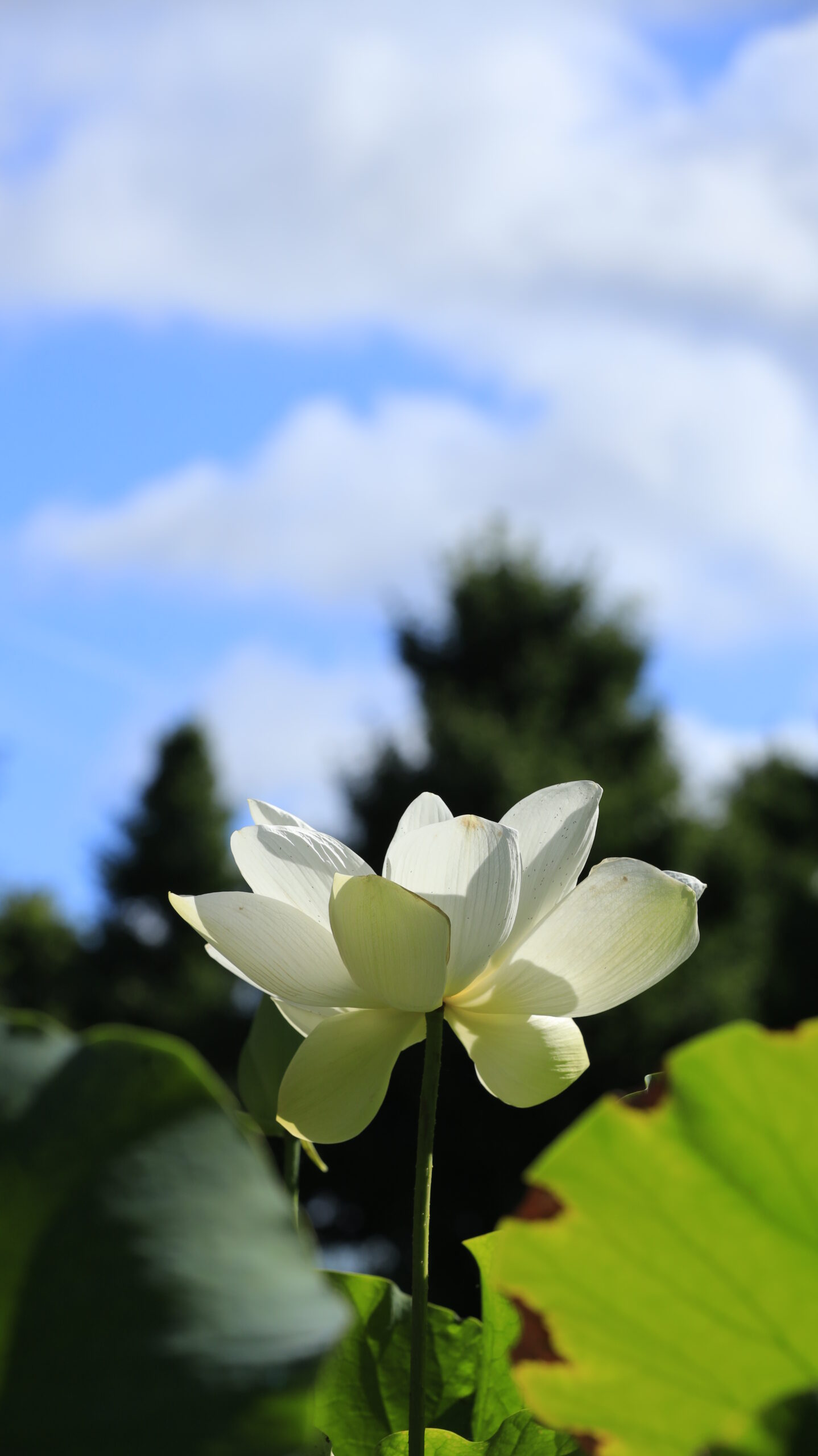 大船フラワーセンターで白い蓮の花を側面からとらえ、背景の青空と調和させて清らかさを強調した構図。