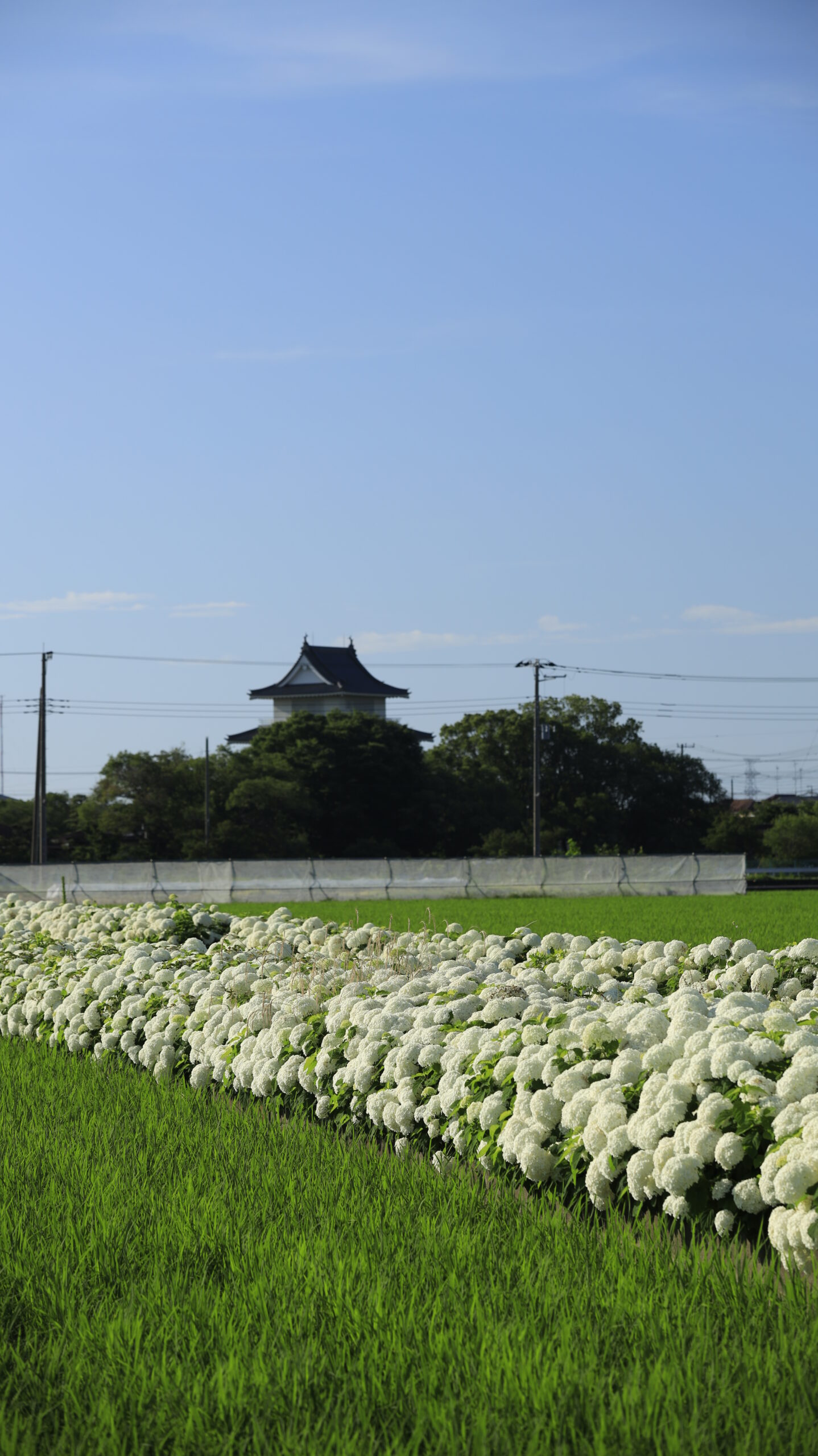 騎西総合体育館ふじアリーナの紫陽花とお城のような建物
