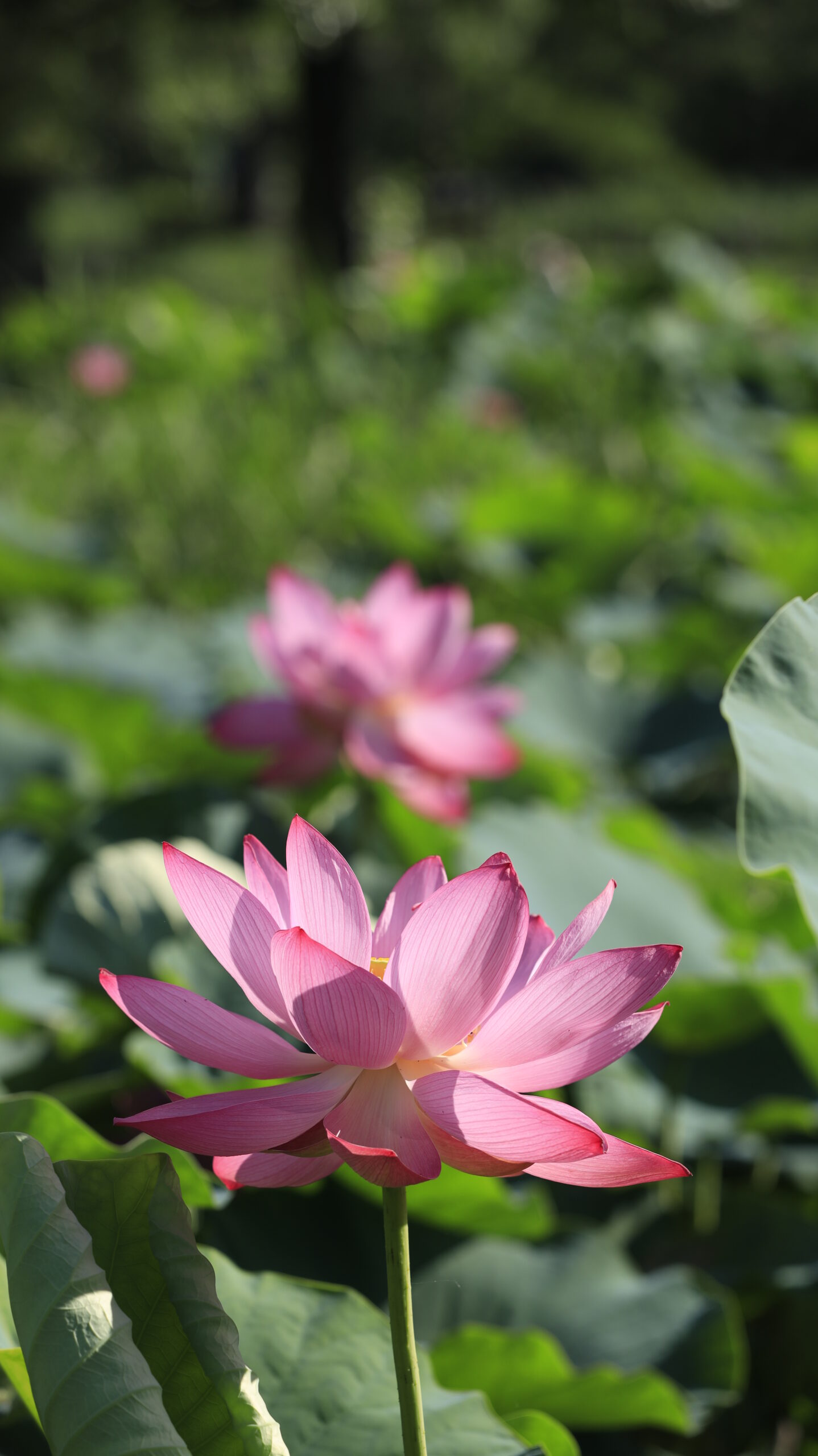 古代蓮の里の奥行きを感じる蓮の花