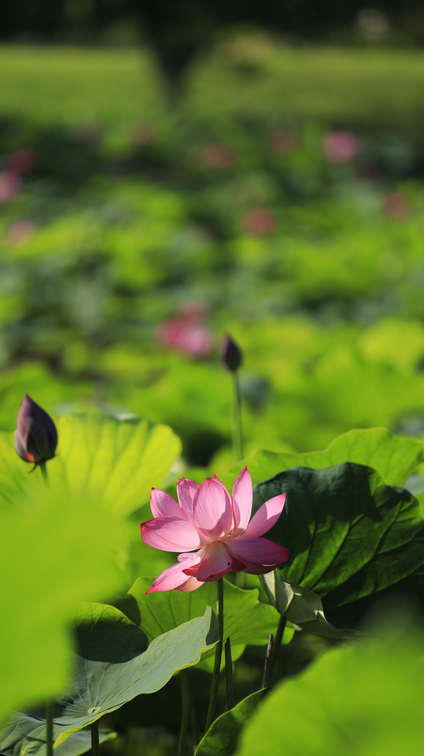 古代蓮の里の背景をぼかして際立つ花
