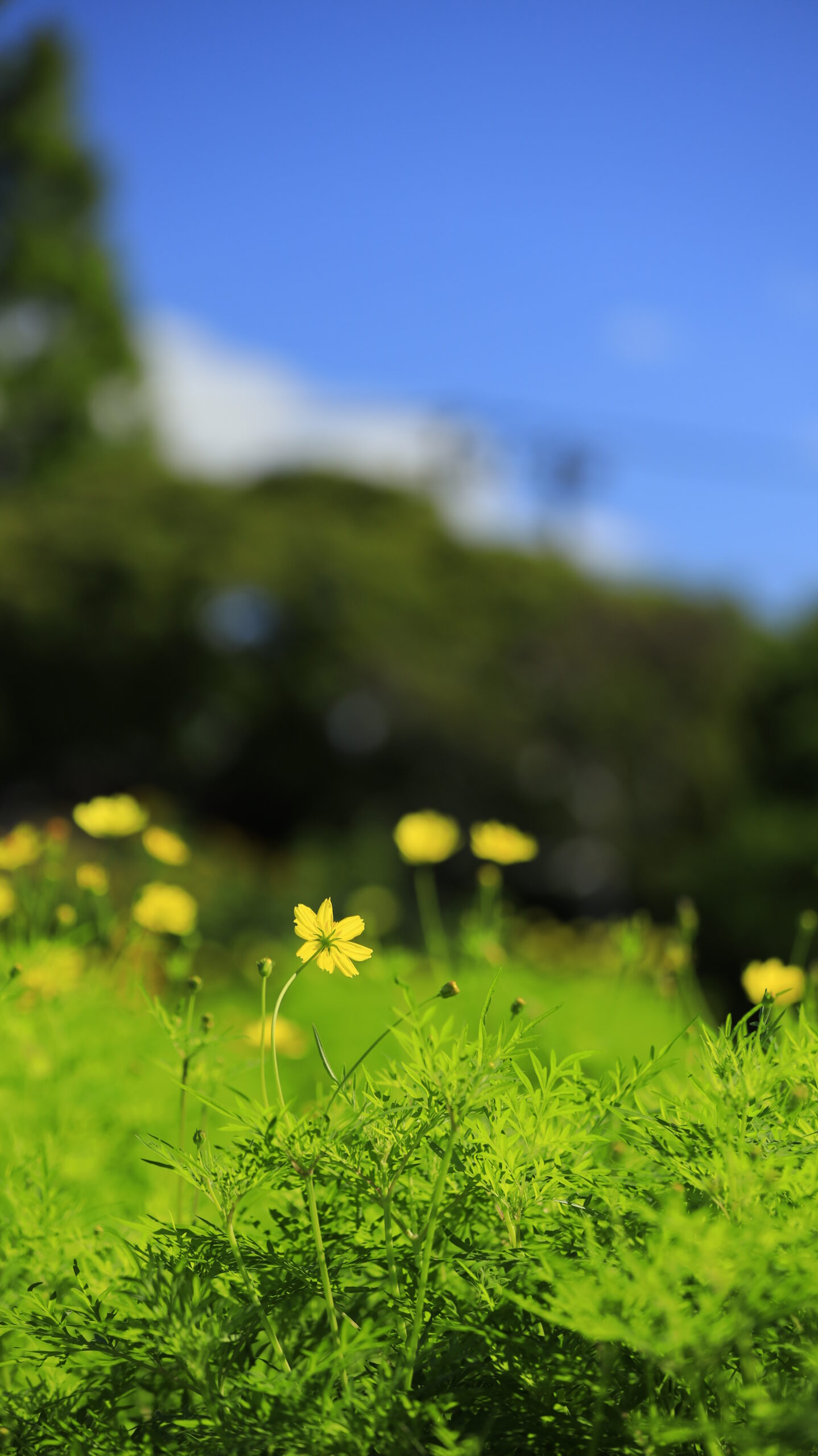 大船フラワーセンターで咲いた黄色のコスモスを側面から撮影し、花の立ち姿と光の関係性を表現した一枚。