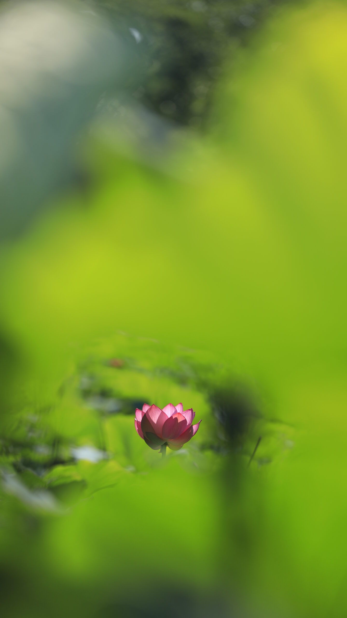 古代蓮の里の葉に包まれた蓮の花