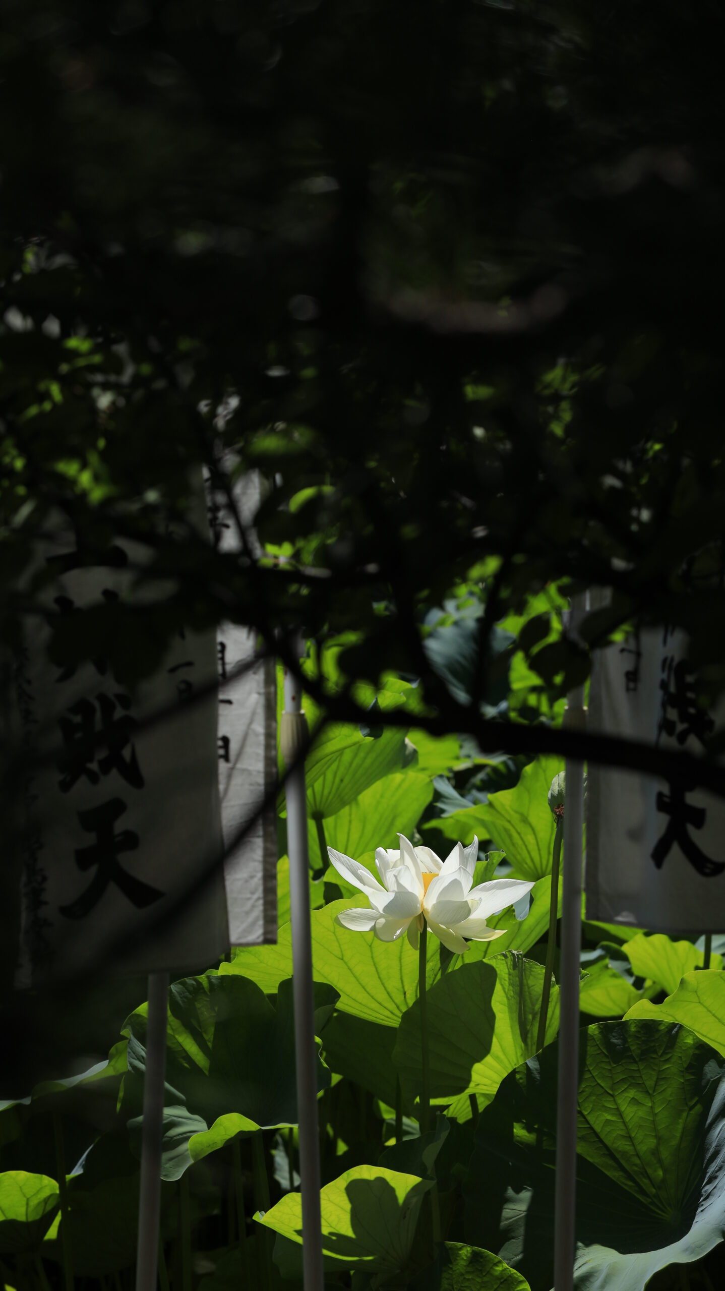 鶴岡八幡宮の蓮池で木陰からのぞく白い蓮の花をとらえ、光と影の美しいバランスを表現した写真。