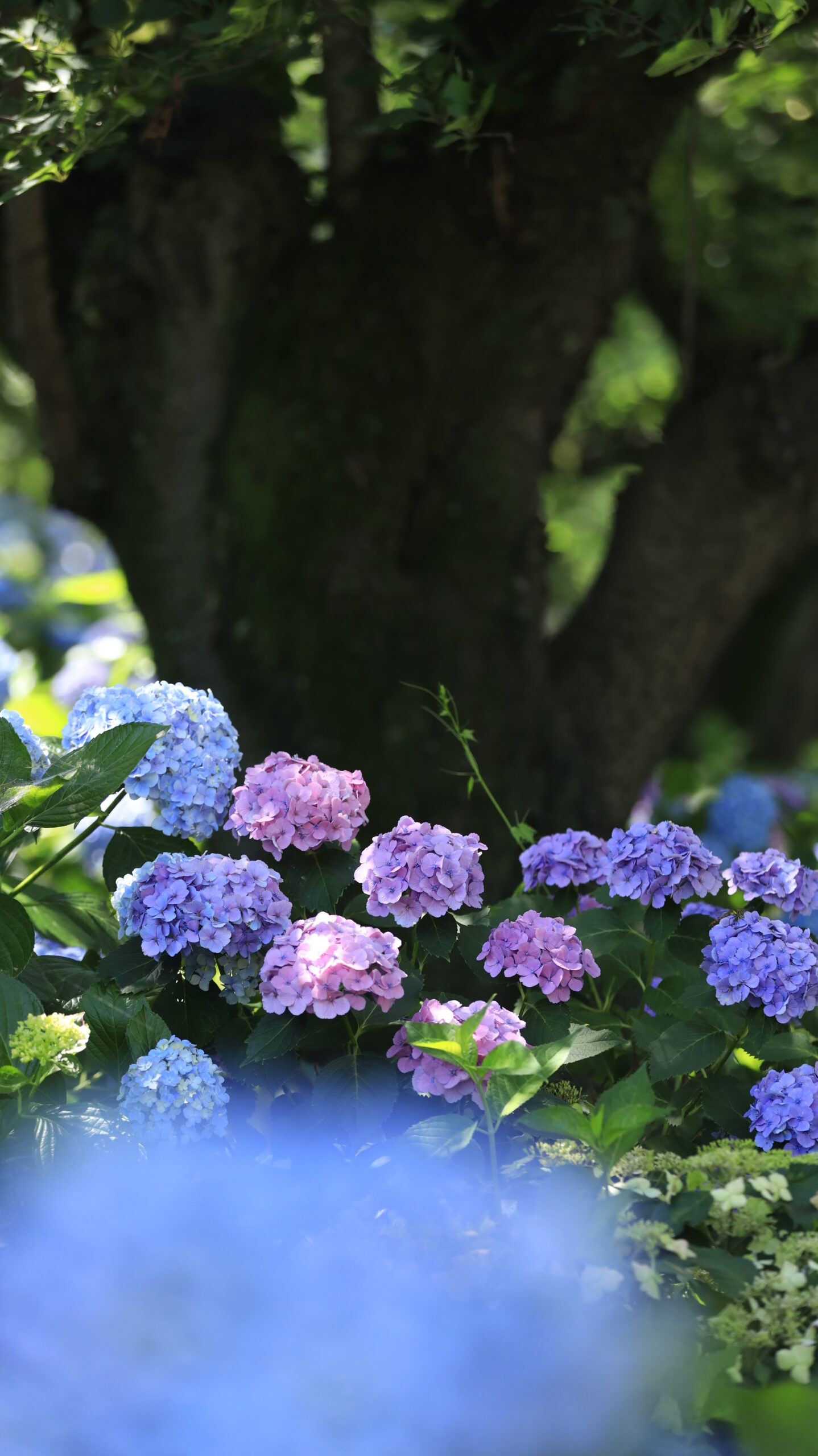 幸手権現堂の横並びのカラフル紫陽花