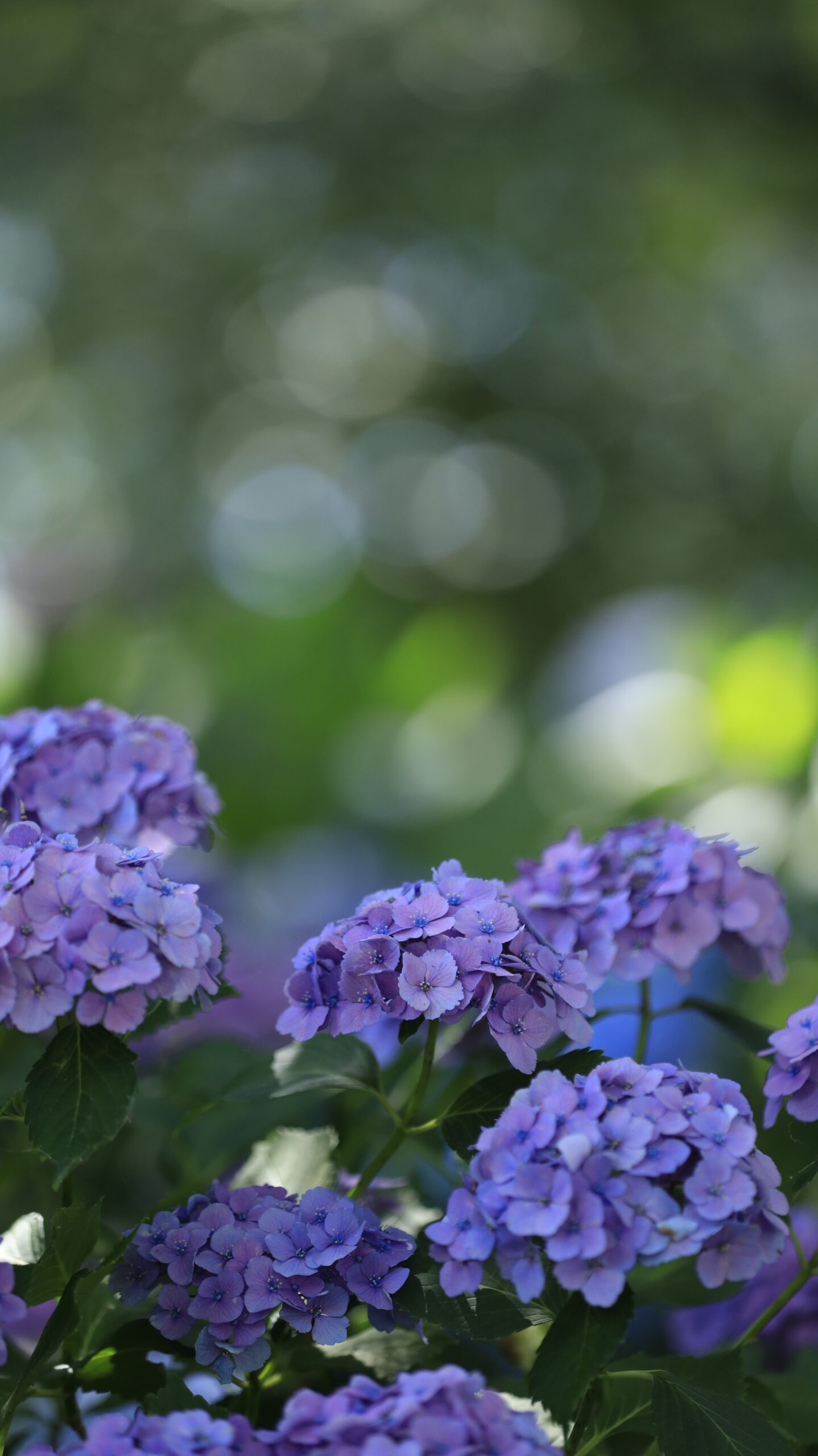 幸手権現堂の紫陽花と緑の玉ボケ構図