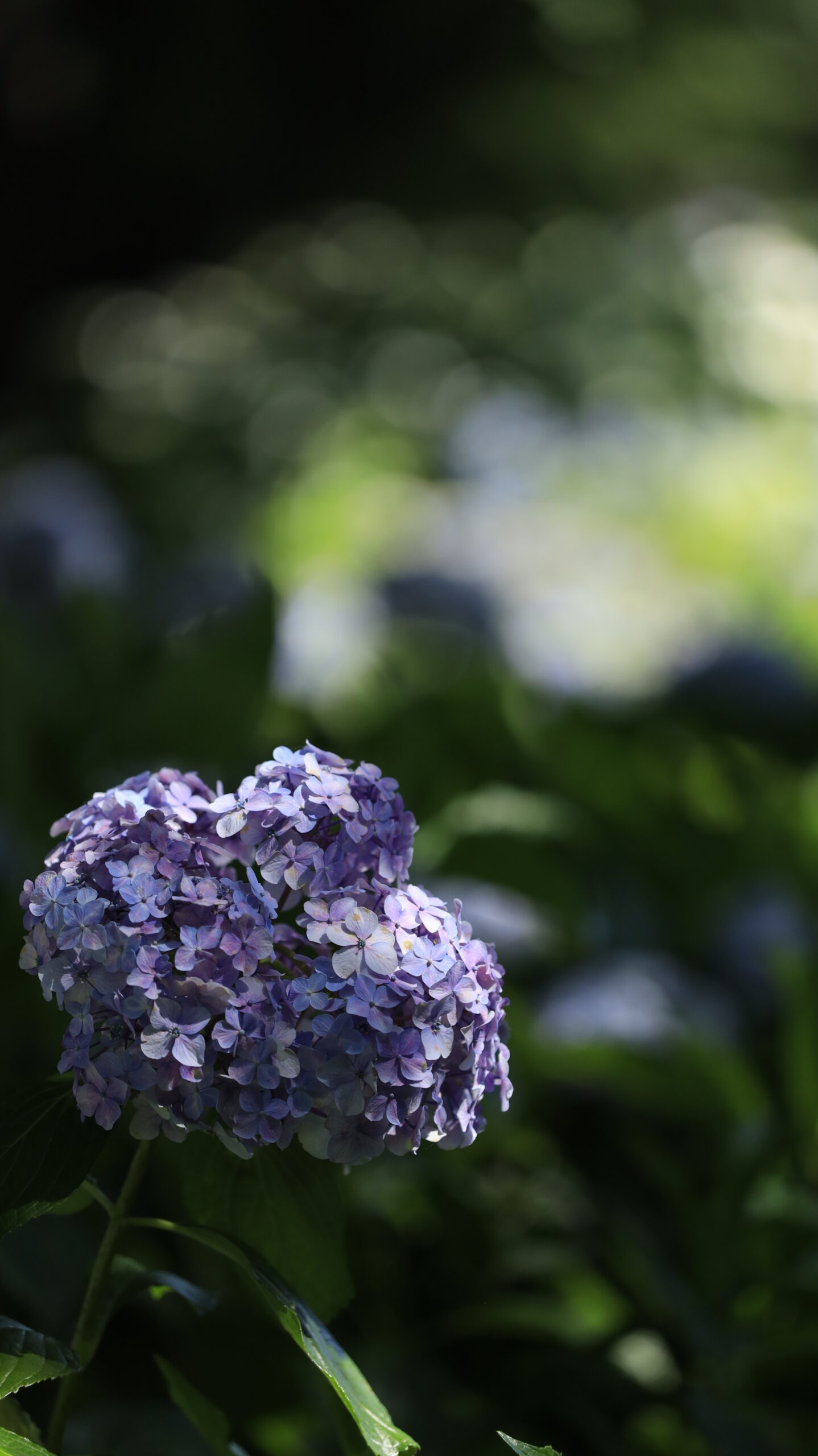 幸手権現堂の光が当たる紫陽花の一部