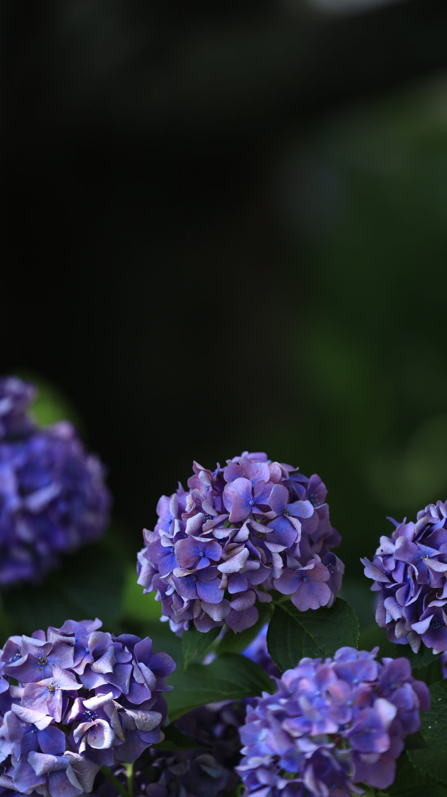 幸手権現堂の落ち着いた紫陽花の表情