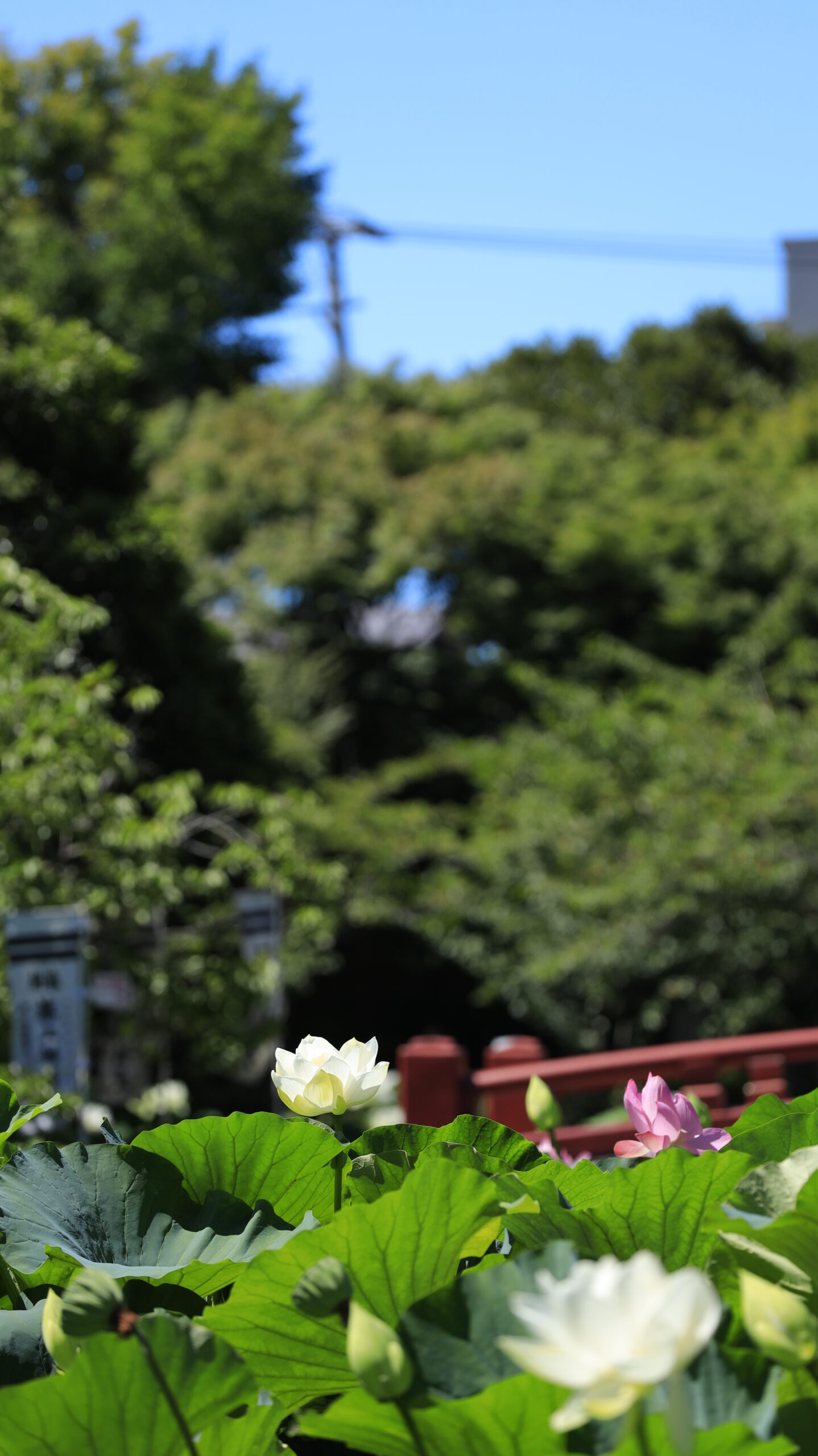 鶴岡八幡宮の蓮池で整った白い蓮の花と背景の橋や登畑を組み合わせ、歴史と自然の共存を描いた写真。