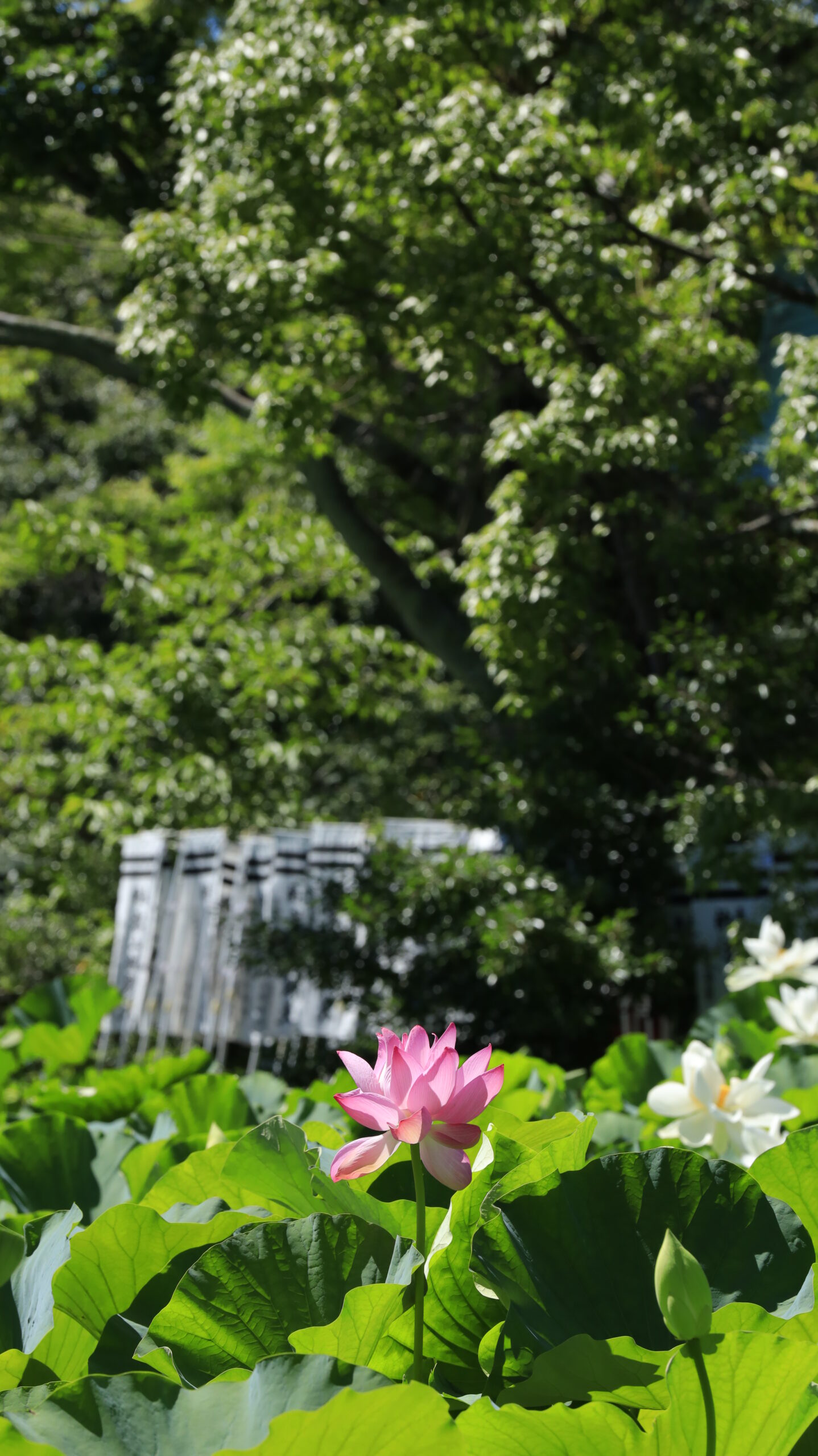 鶴岡八幡宮の蓮池でピンクの蓮の花と登旗の景観を組み合わせ、色彩と文化の融合を表現した一枚。
