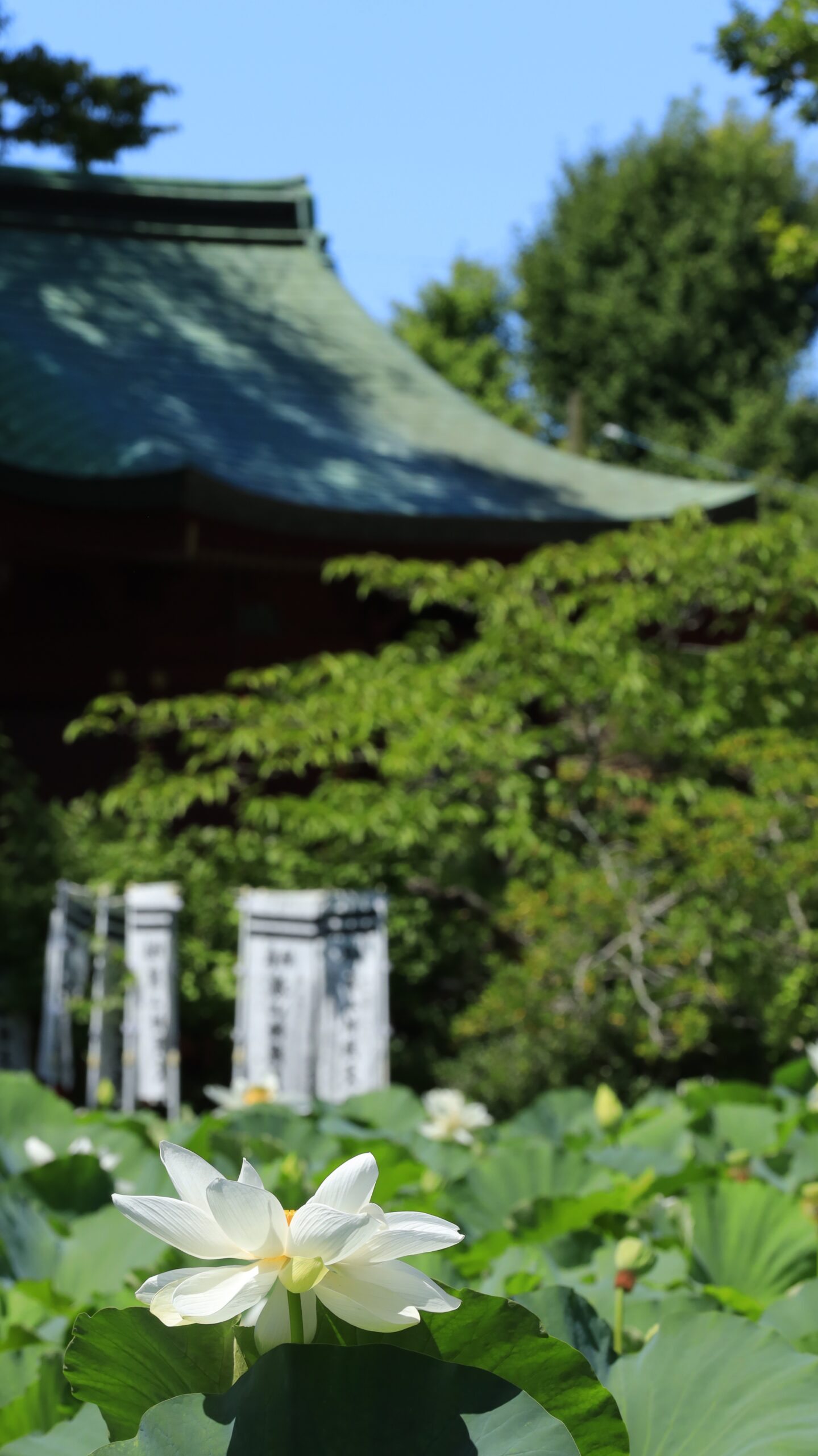 鶴岡八幡宮の蓮池で白い蓮の花と背景の建物を一緒に構図に収め、歴史情景と静寂を表現した写真。