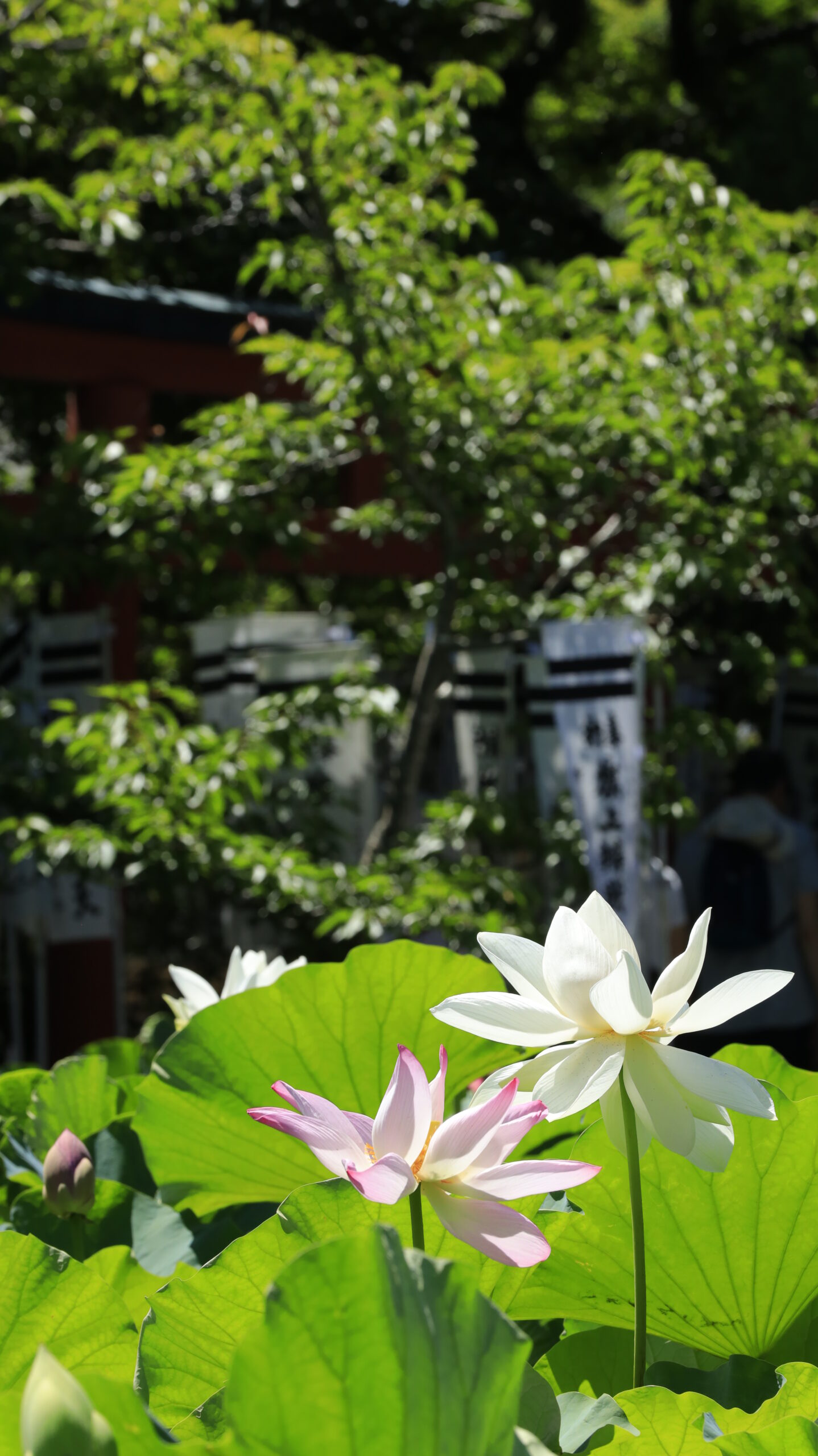 鶴岡八幡宮の蓮池で白と淡いピンクの蓮の花が並んで咲く様子をとらえ、やわらかい色彩と静けさを描いた一枚。
