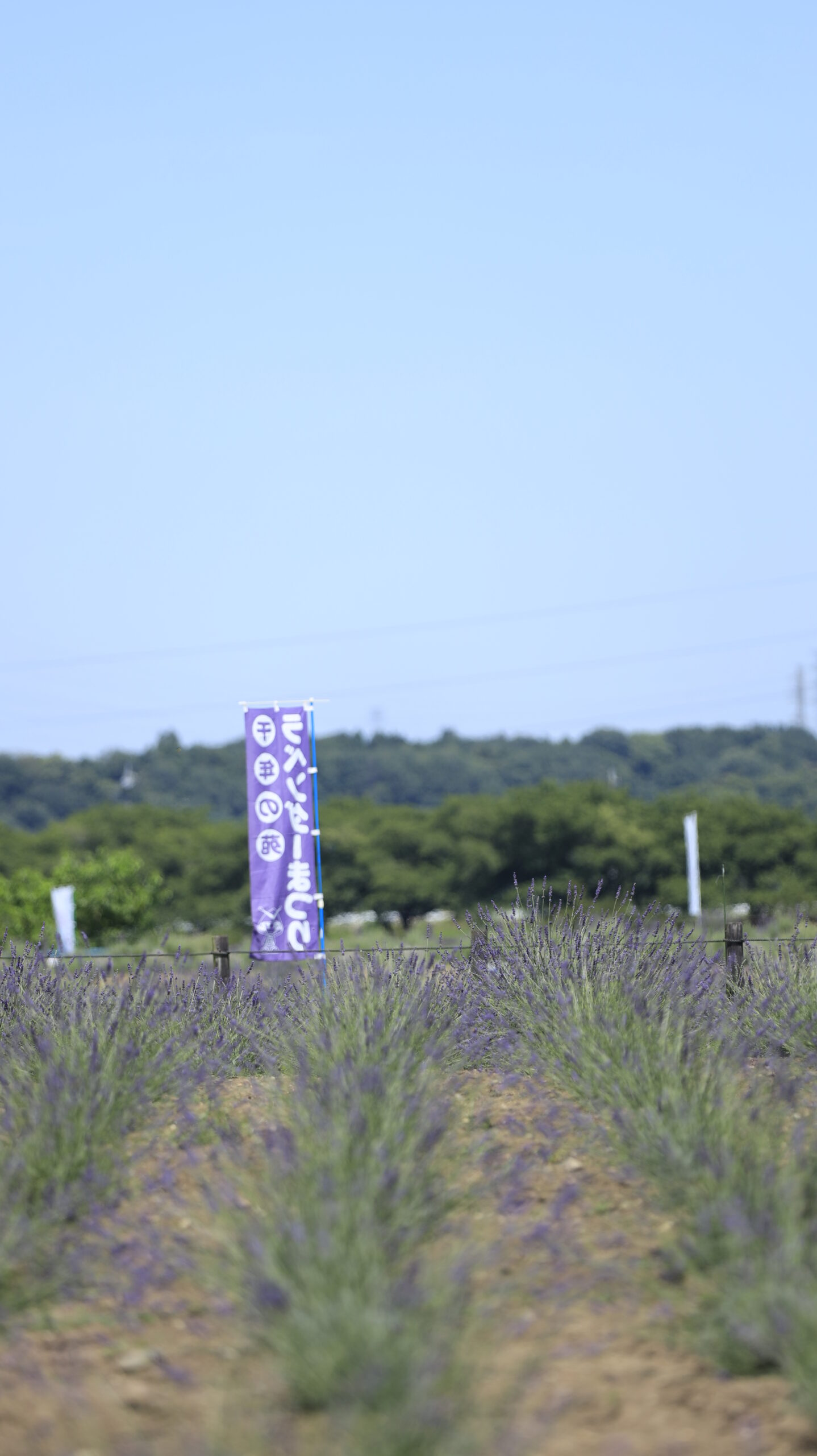 千年の苑ラベンダー園のラベンダーと風になびく旗