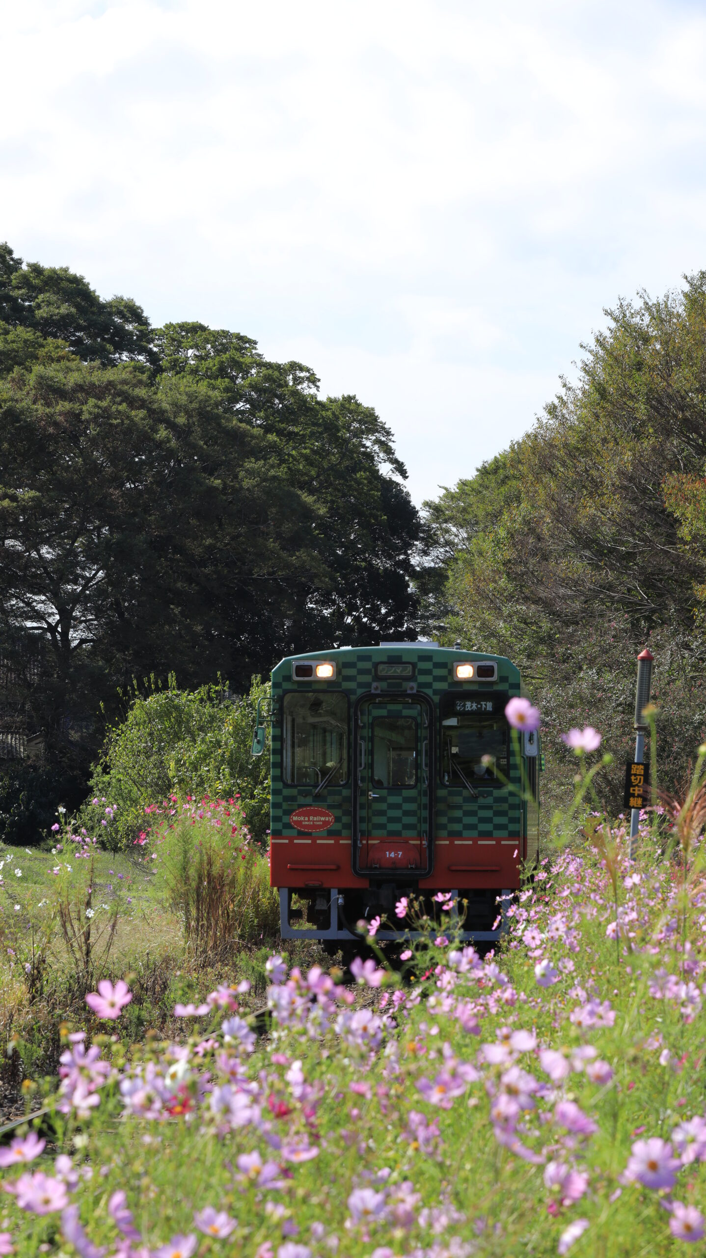 真岡鉄道の多田羅駅付近で、逆光に照らされた満開のコスモスと鉄道を幻想的に撮影した写真