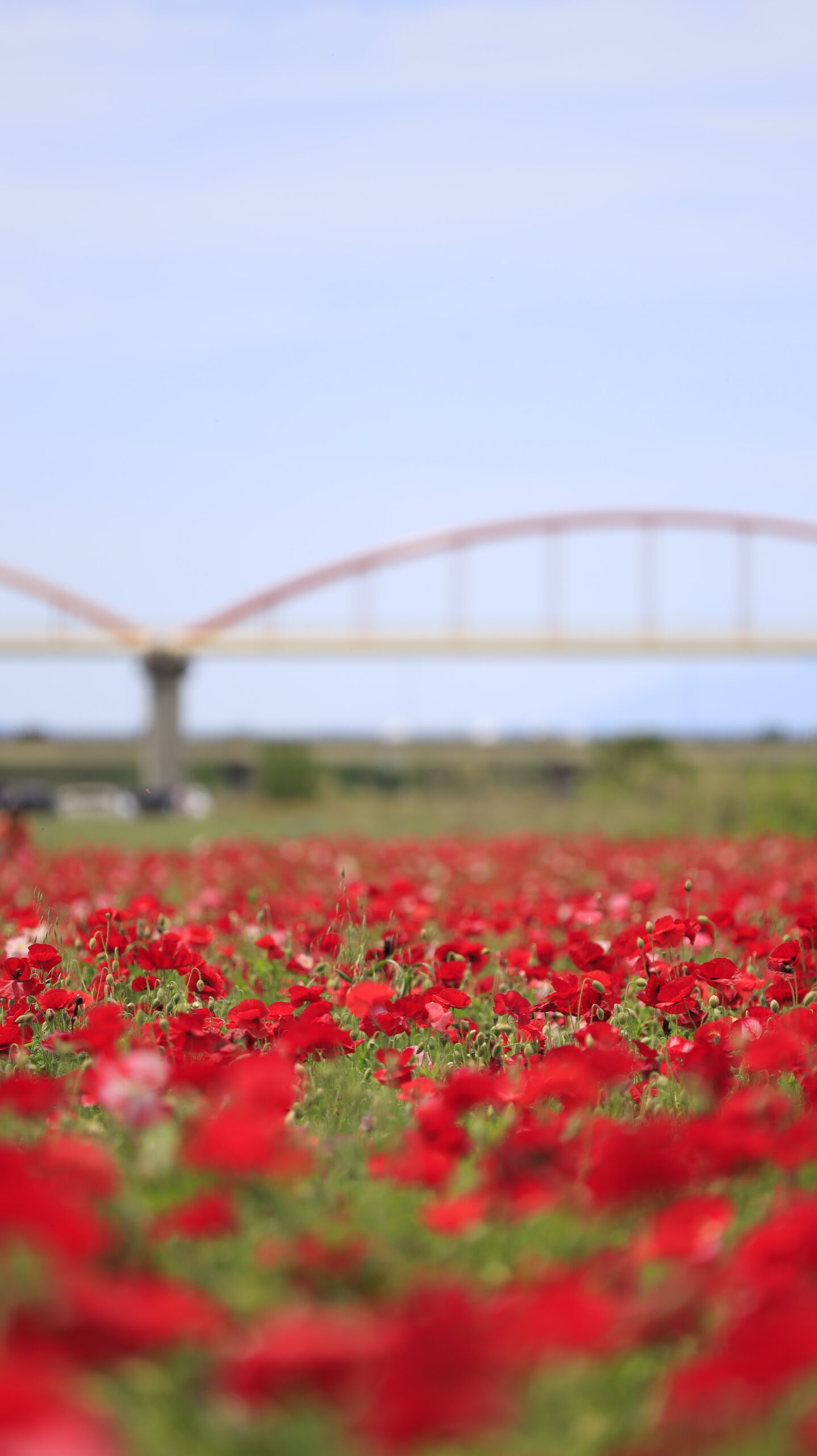 コスモスアリーナふきあげにて、「遠景に浮かぶやさしい花姿」と感じた写真です。