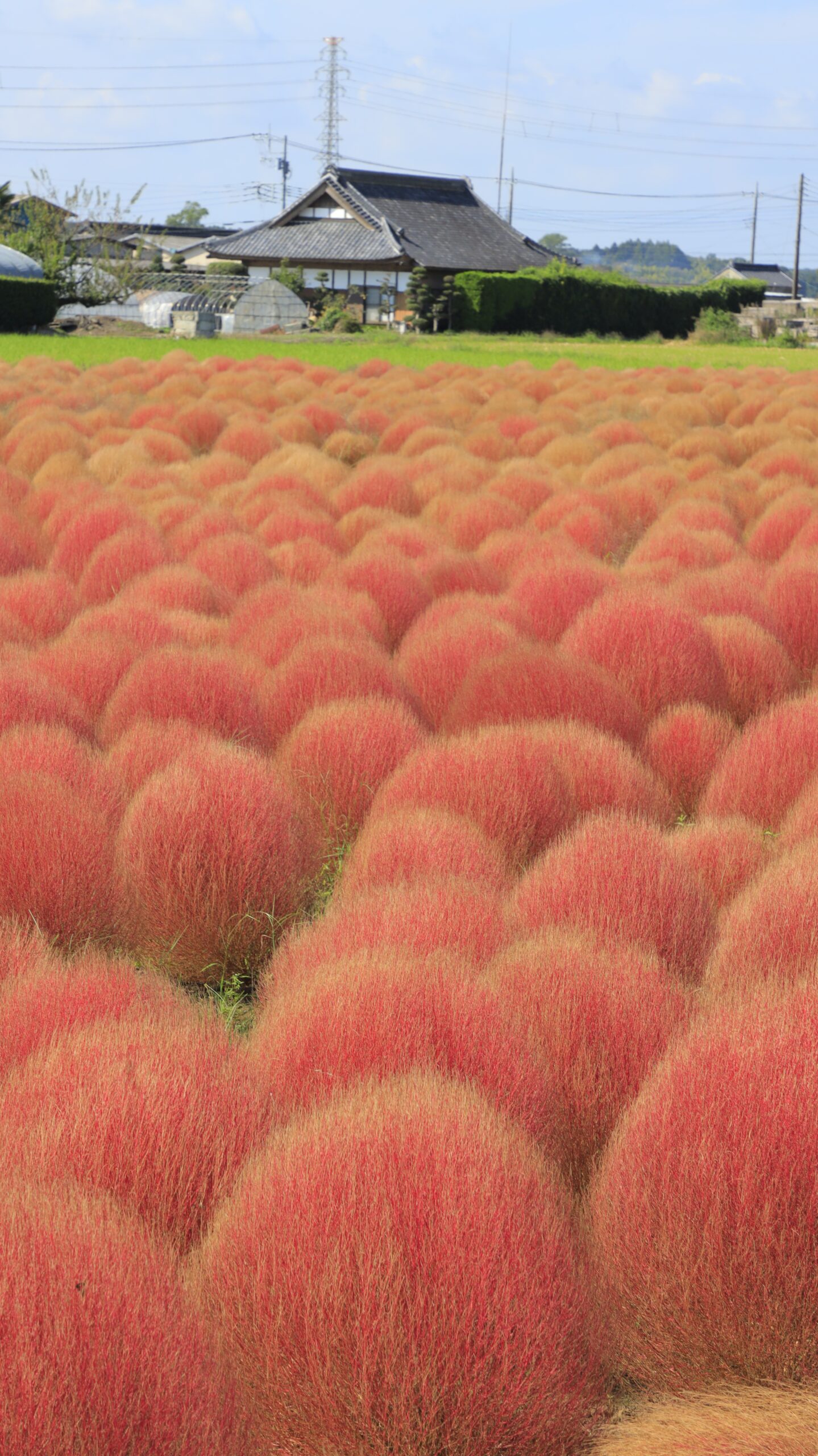 東高橋のコキア園で、薄いピンク色の丸いコキアを地面を写さずにふんわりと撮影した写真