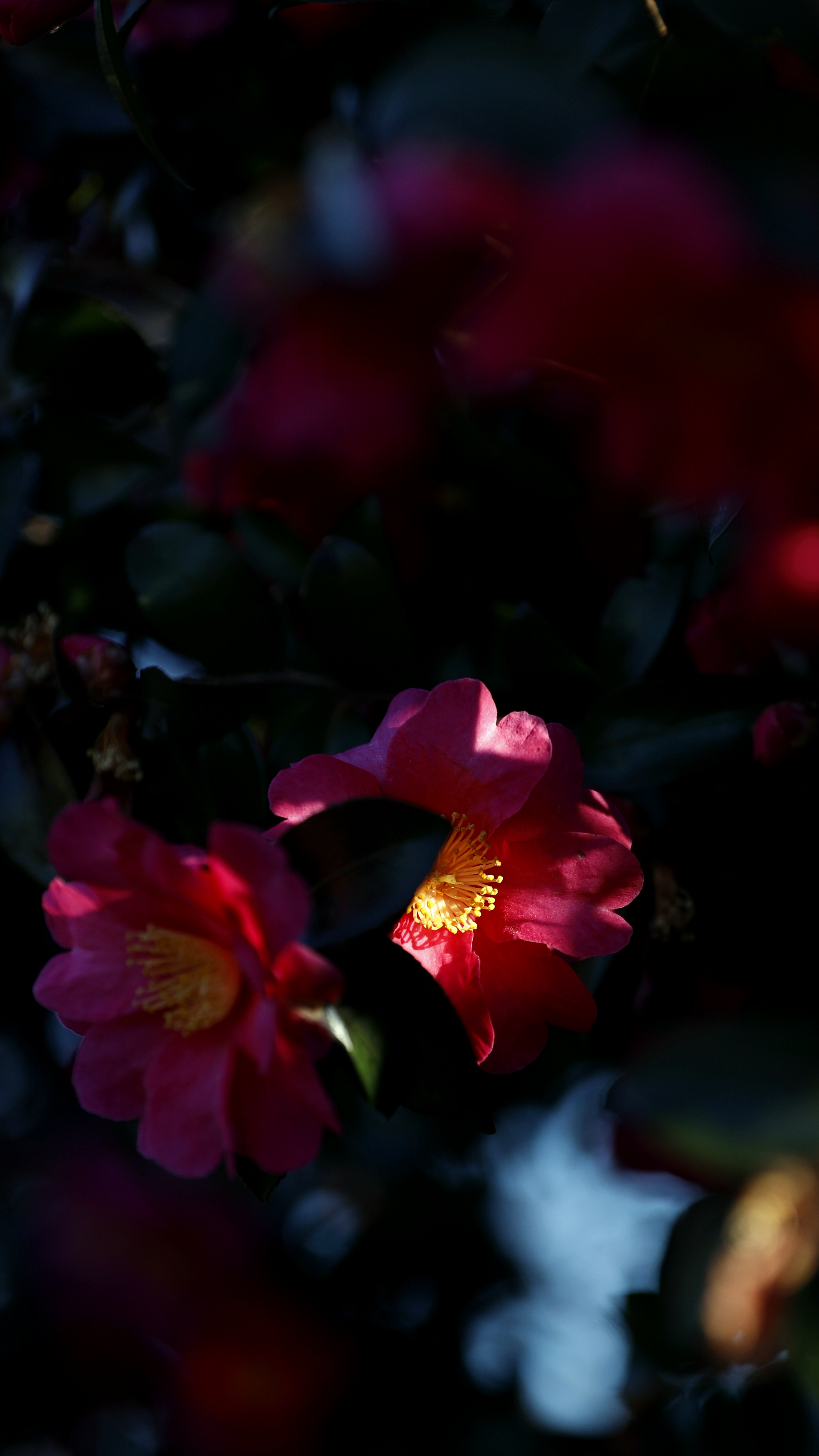 S7A6780