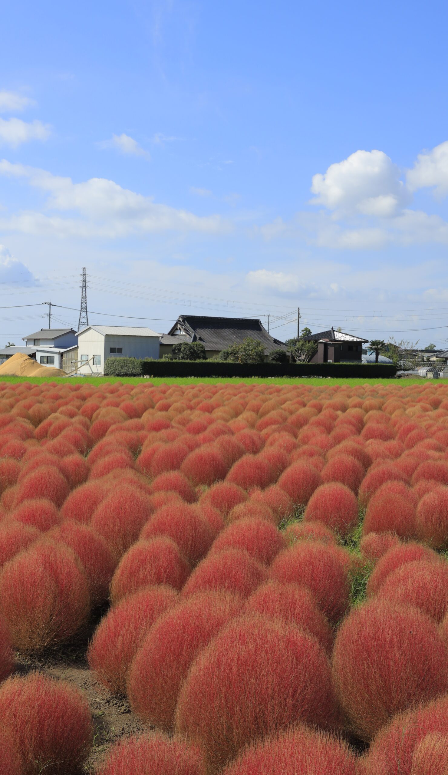 東高橋のコキア園で、広角アングルで撮影したピンクのコキアが一面に広がる光景の写真