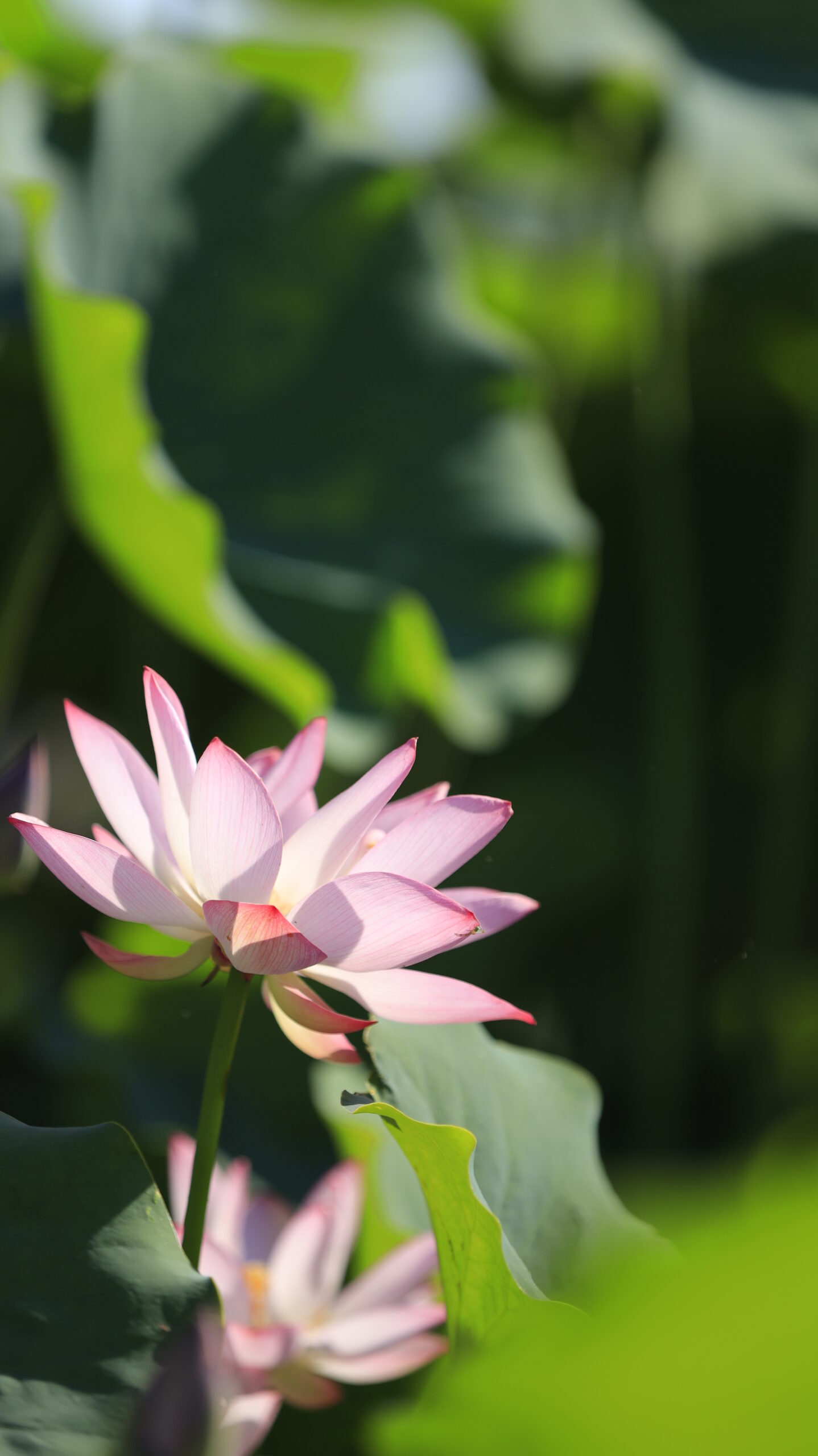 東京大学生態調和農学機構で横から撮影された可憐な蓮の花