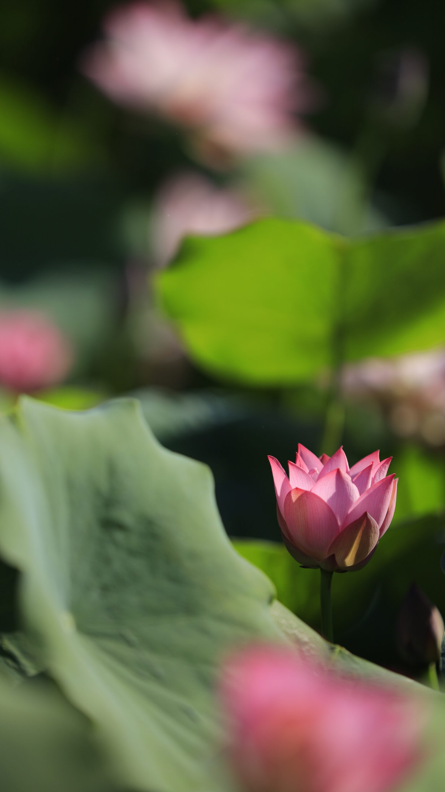 東京大学生態調和農学機構で咲きかけの小さな蓮の花を横から撮影