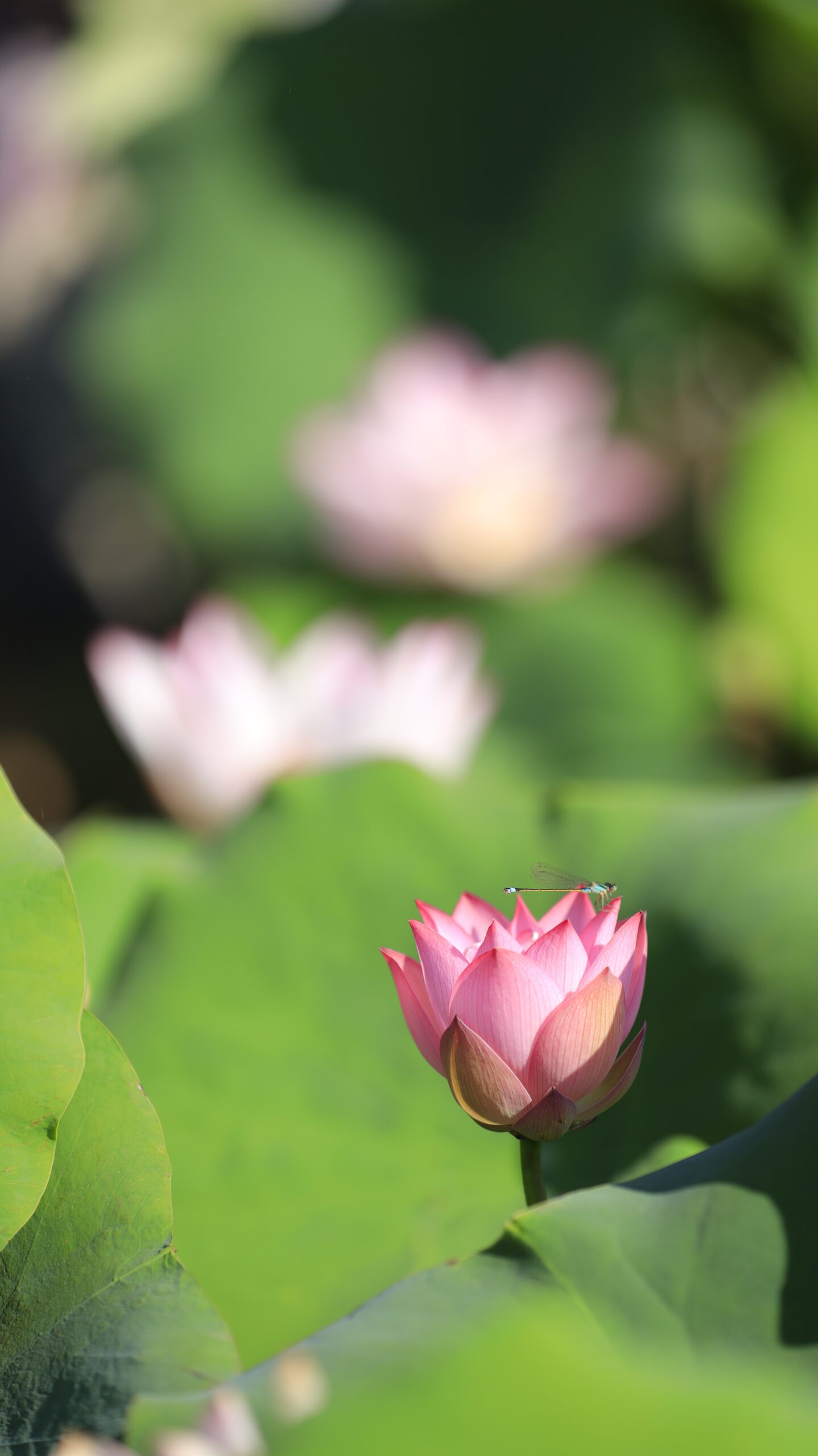 東京大学生態調和農学機構で、蓮の花にとまるトンボを撮影した夏の一瞬