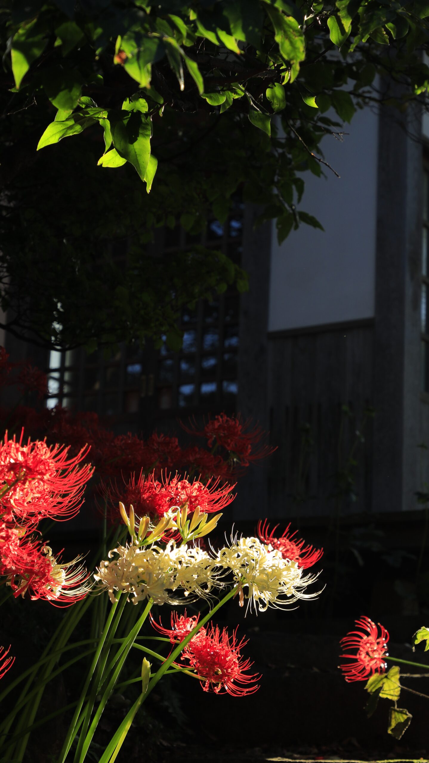 常楽寺で、紅白の彼岸花が夕日を浴びて輝く様子を撮影した写真