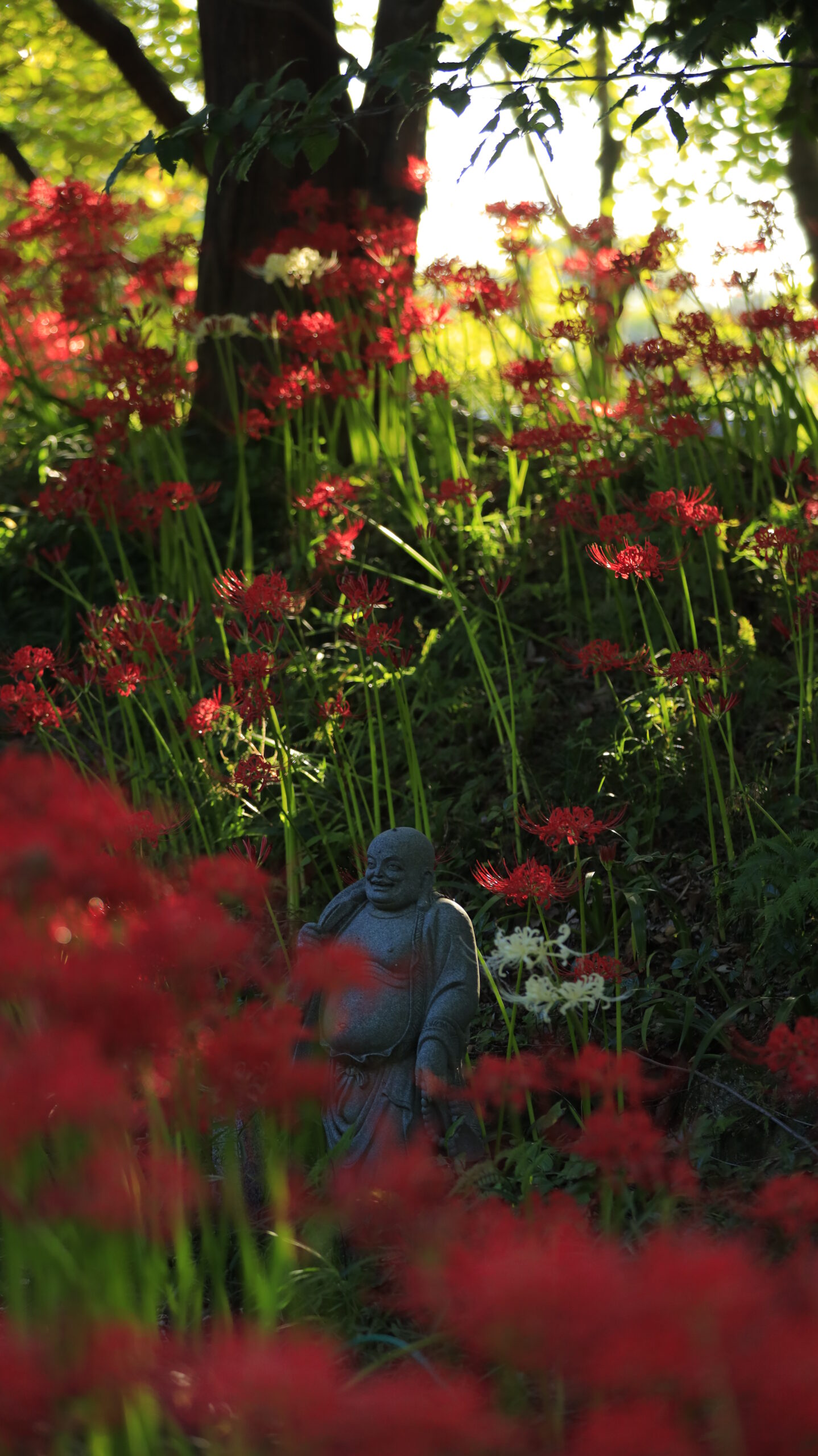 常楽寺で、布袋様の石像と彼岸花を一緒に収めた風景写真