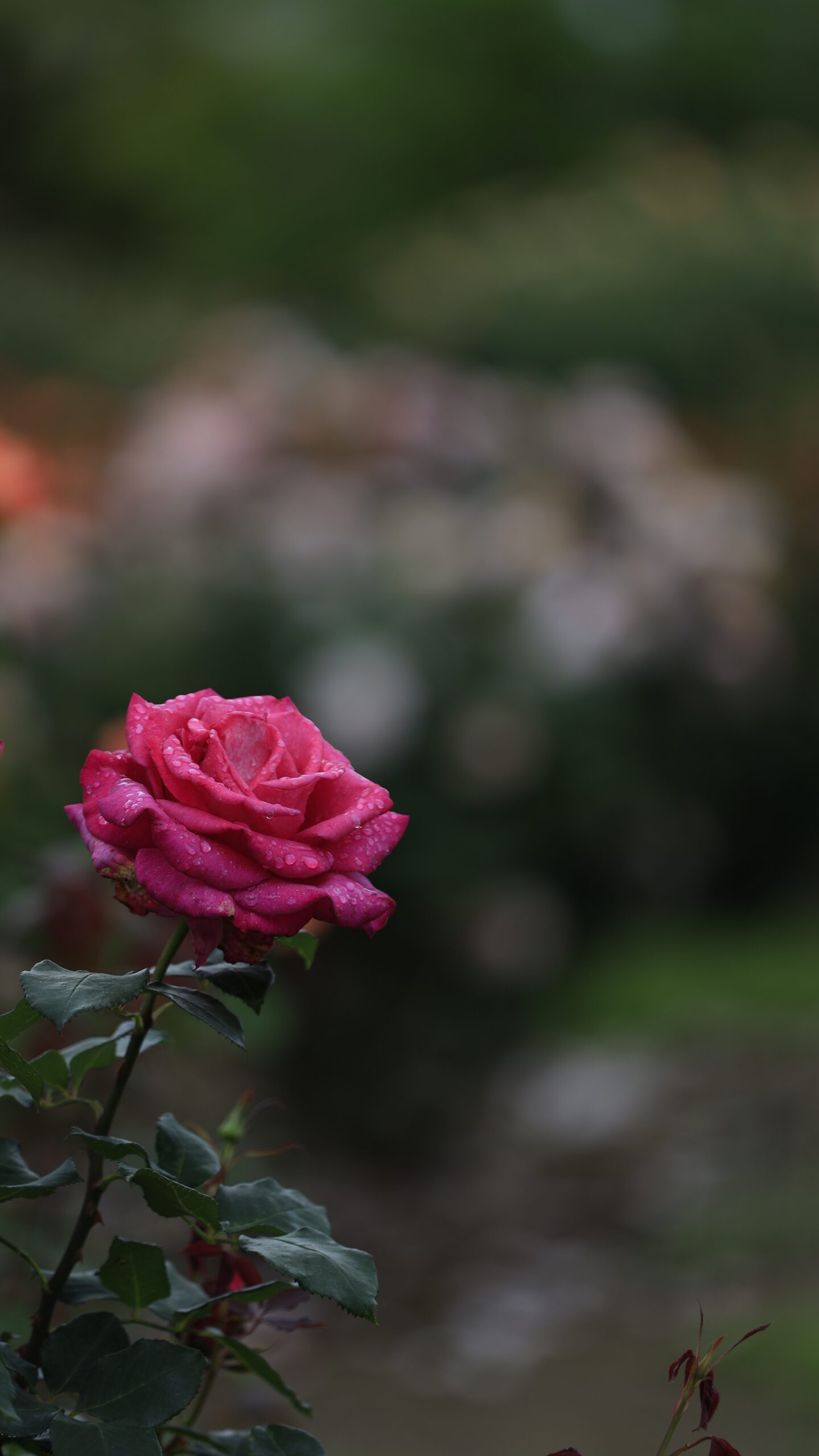 S7A7598