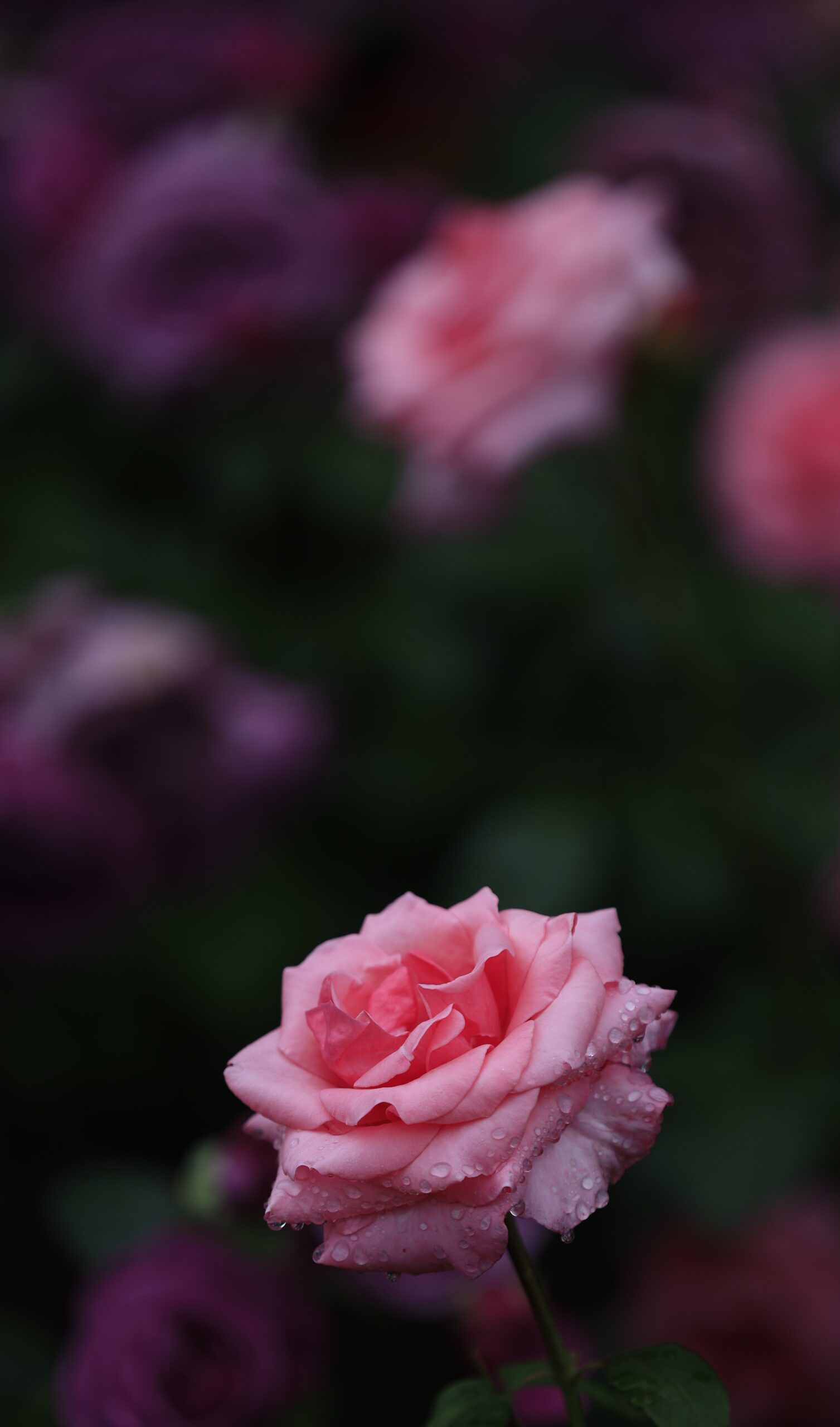 S7A7676