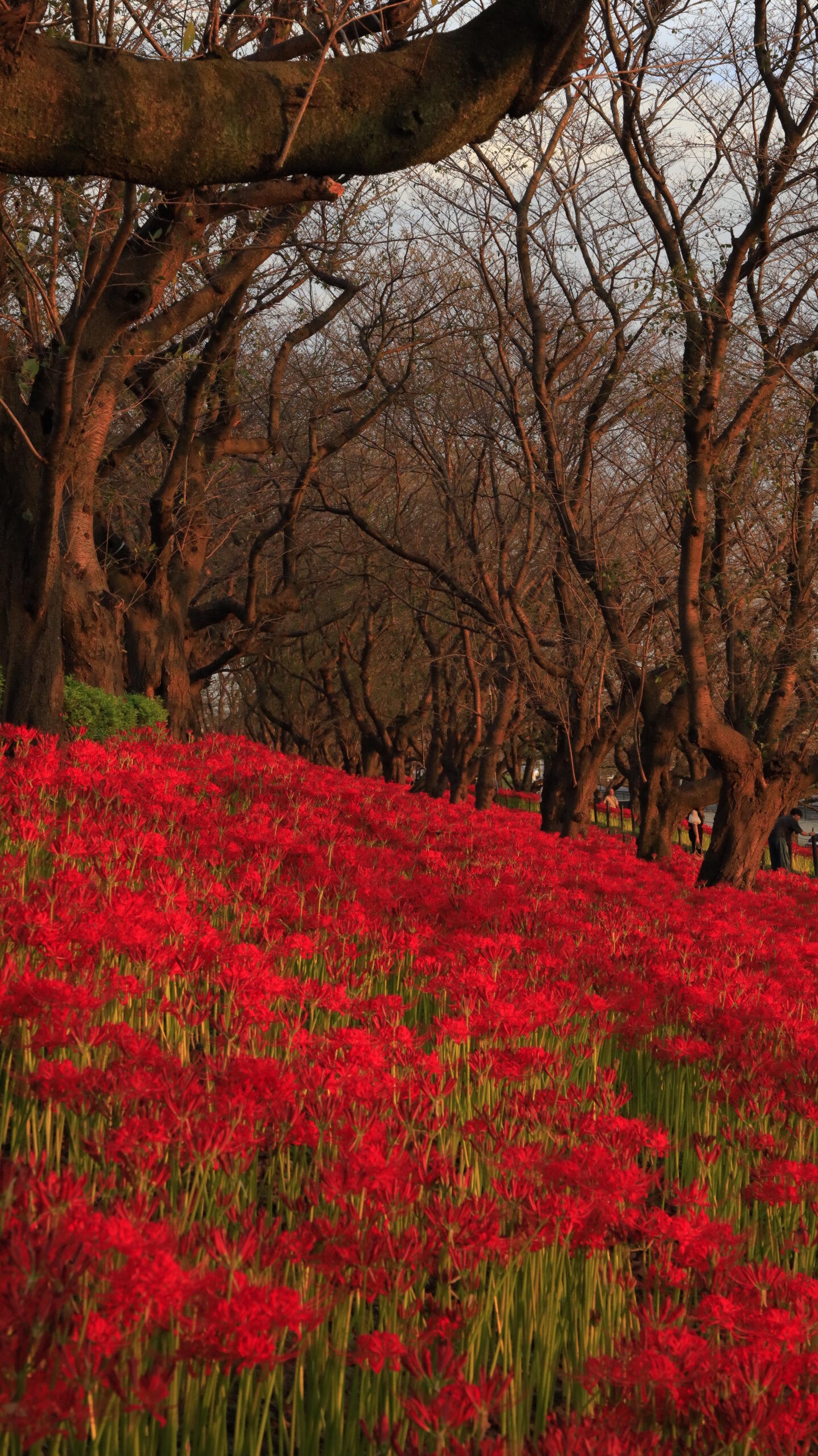 幸手権現堂で夕日に照らされて燃えるように赤く染まる彼岸花を撮影した写真