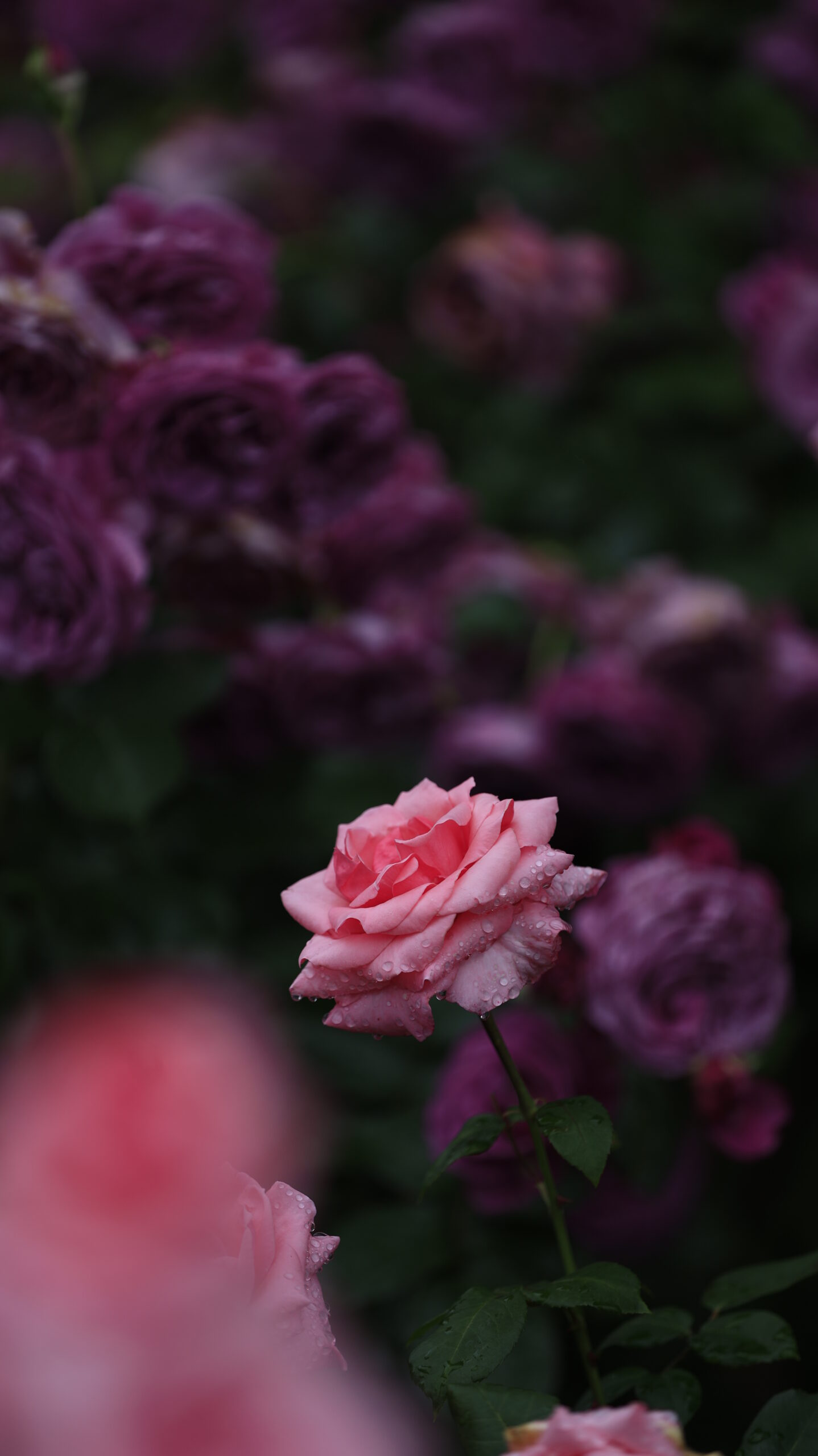 S7A7832