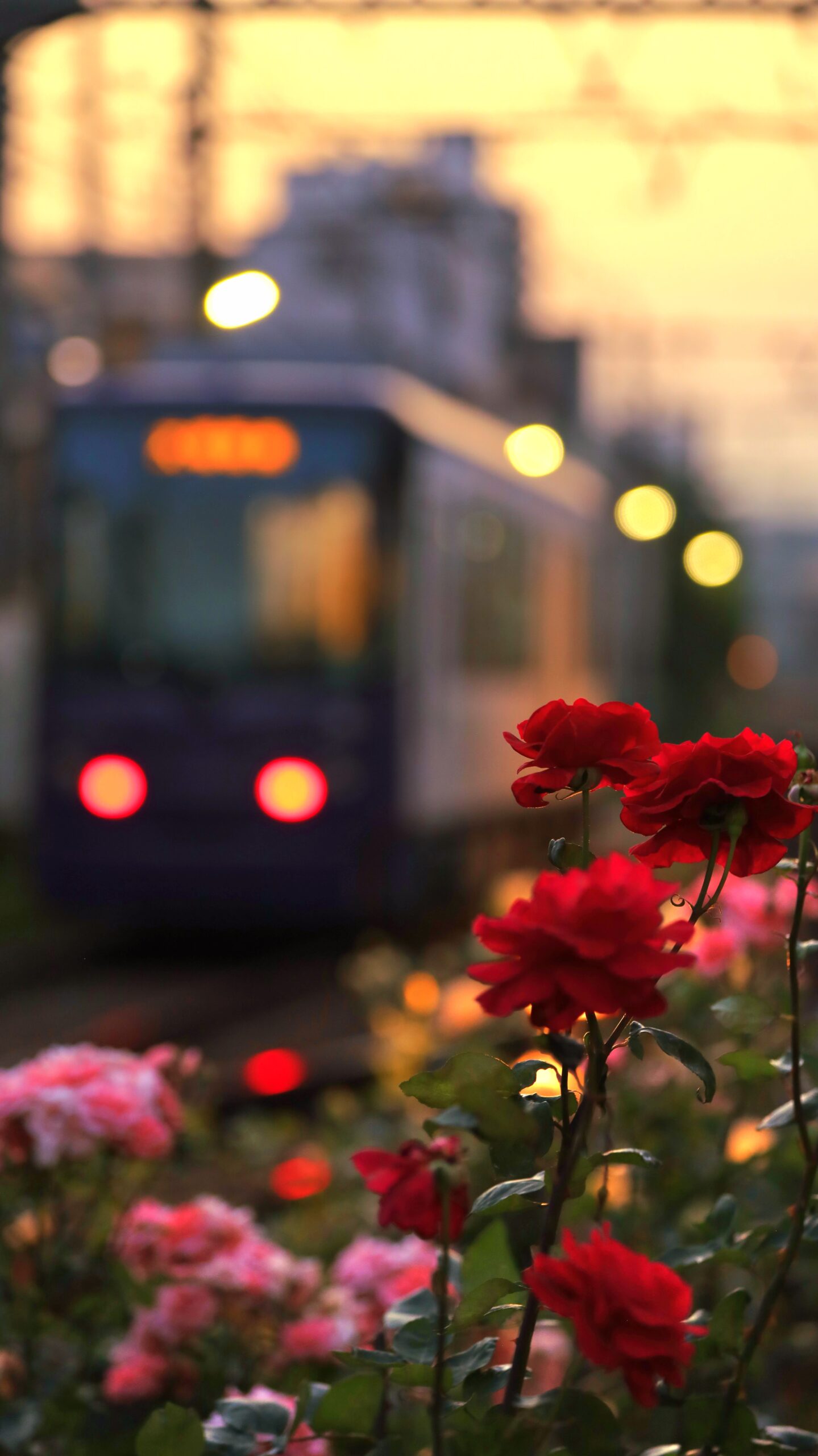 三ノ輪橋停留所にて、「夕暮れの都電と薔薇」と感じた写真です。