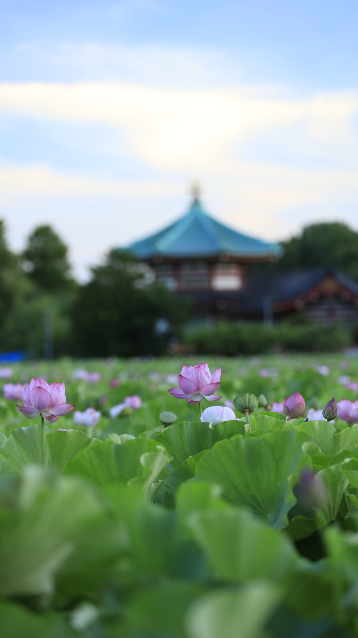 不忍池で、夜明け前の池と弁天堂を静かにとらえた薄暗い風景写真