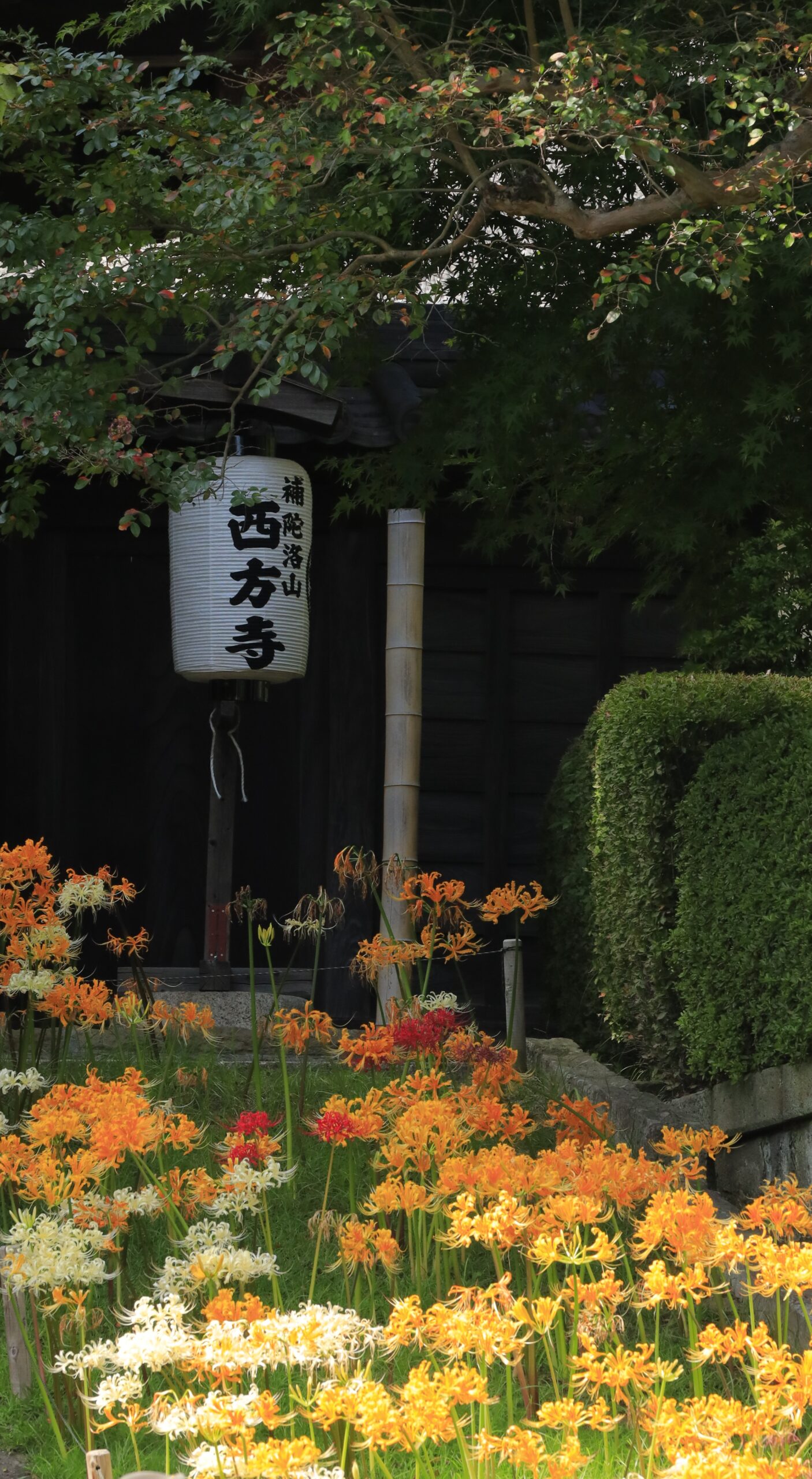 西方寺(横浜)で階段下から橙色の彼岸花と提灯を一緒に撮影した写真