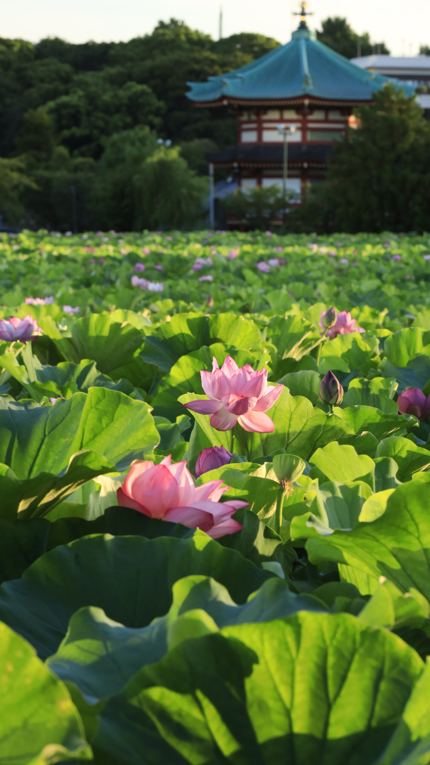 不忍池で、手前の蓮の花と奥の弁天堂を重ねた和の情景